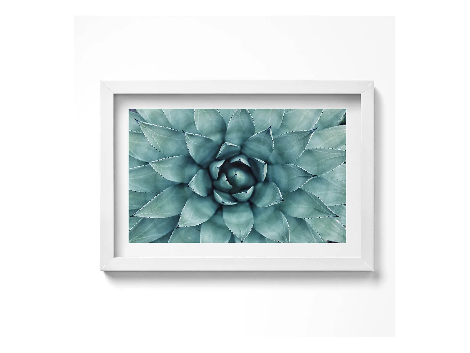Tableau décoratif avec cadre blanc, Plante succulente verte 30 x 20 cm – Parfait pour le salon ou la chambre