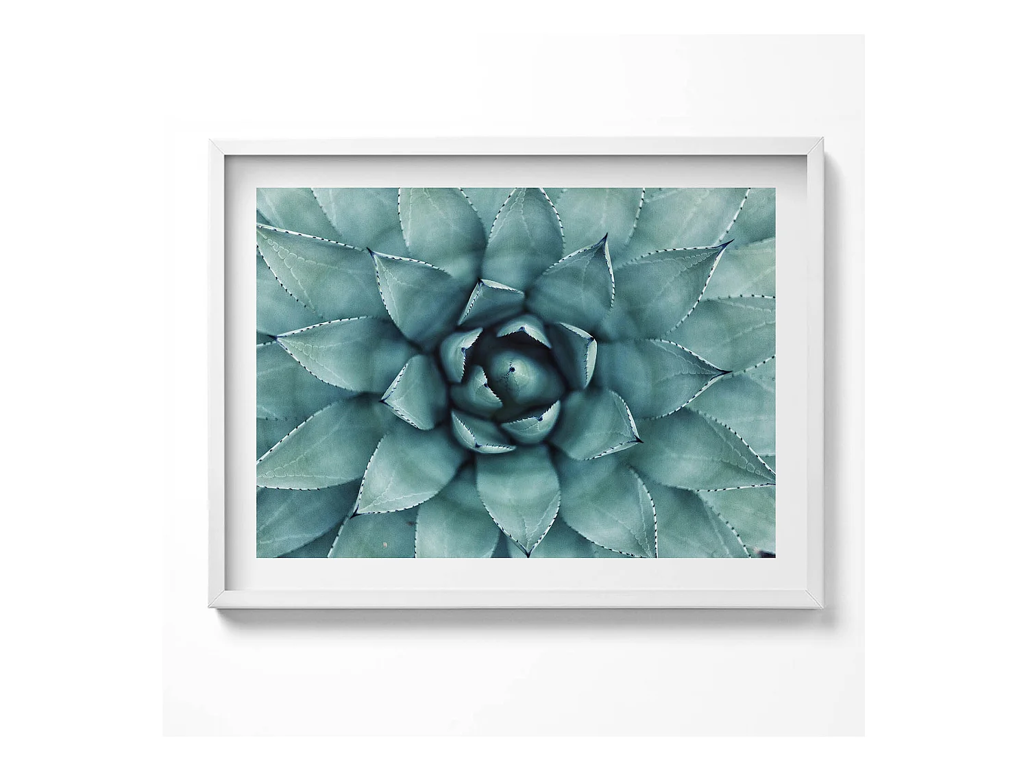 Tableau décoratif avec cadre blanc, Plante succulente verte 80 x 60 cm– Parfait pour le salon ou la chambre