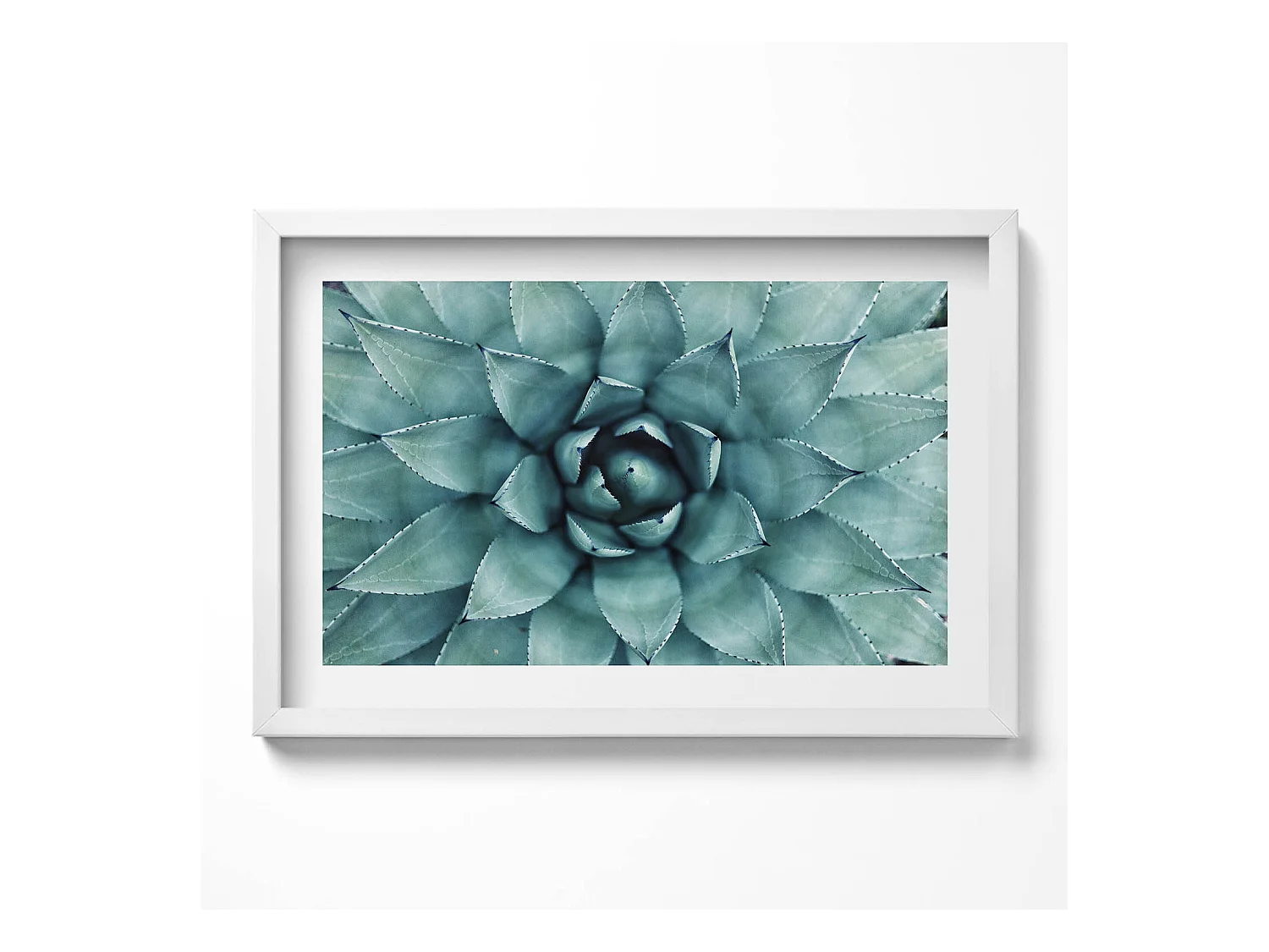 Tableau décoratif avec cadre blanc, Plante succulente verte 60 x 40 cm– Parfait pour le salon ou la chambre