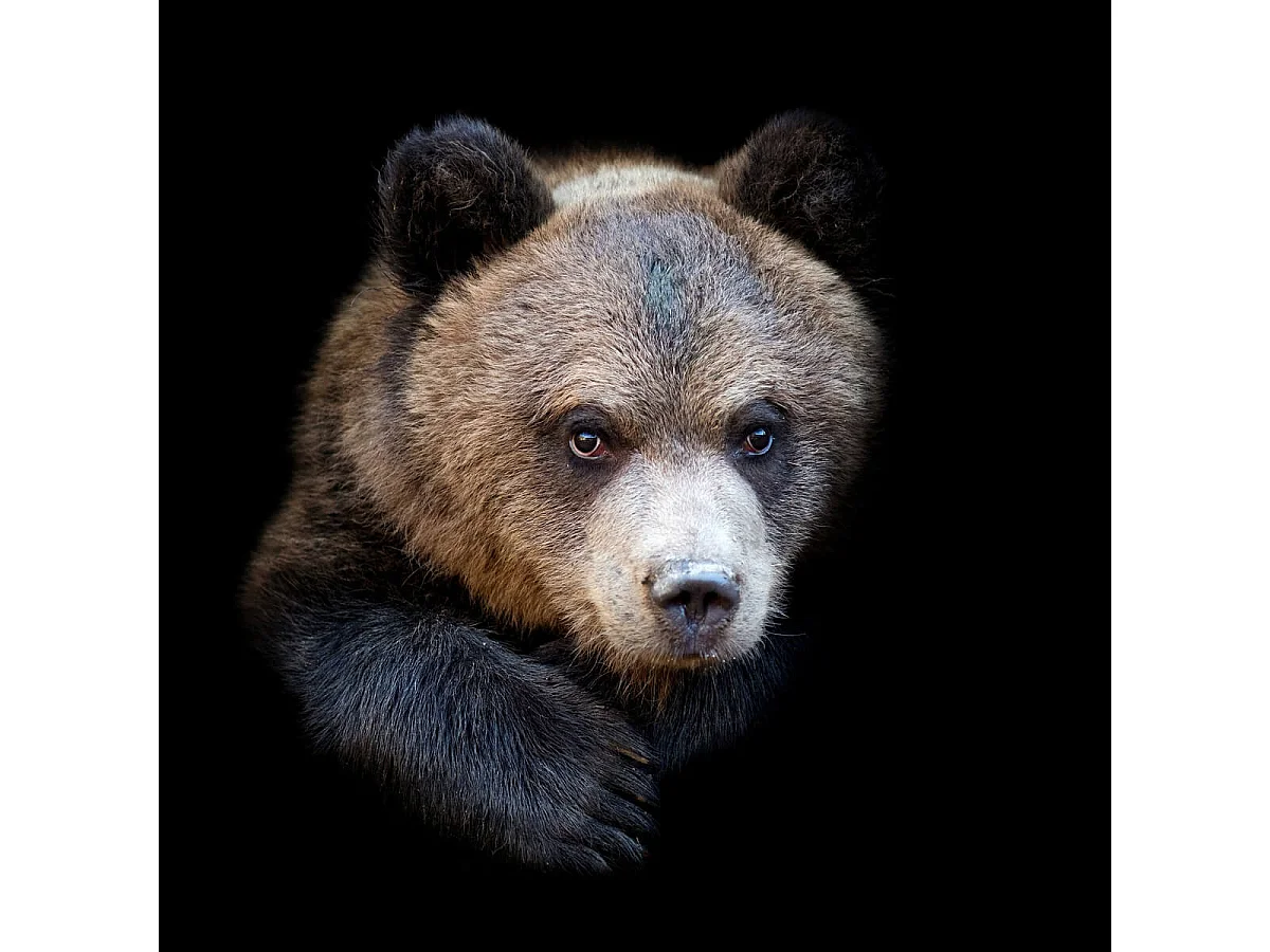 Tableau sur toile ours sombre 45x45 cm