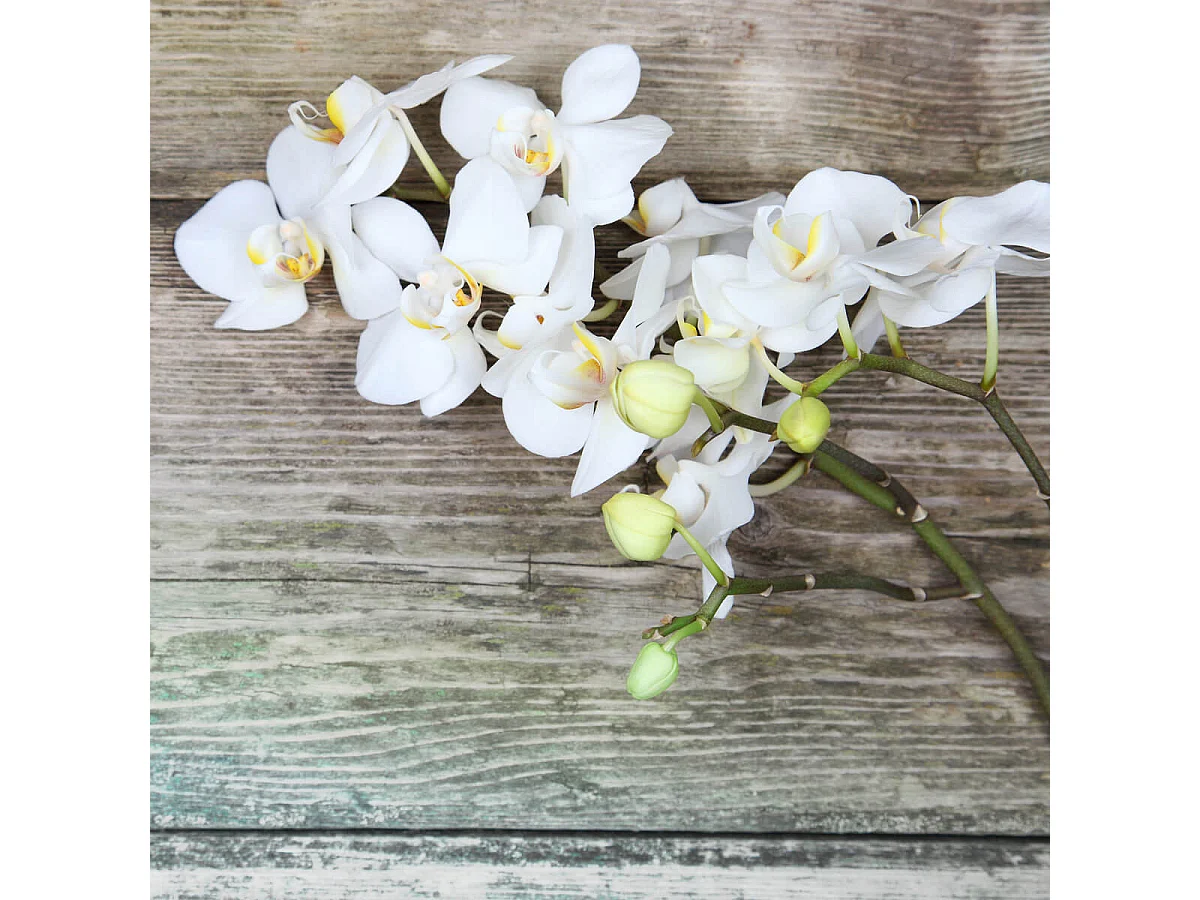 Tableau sur toile orchidée 65x65 cm