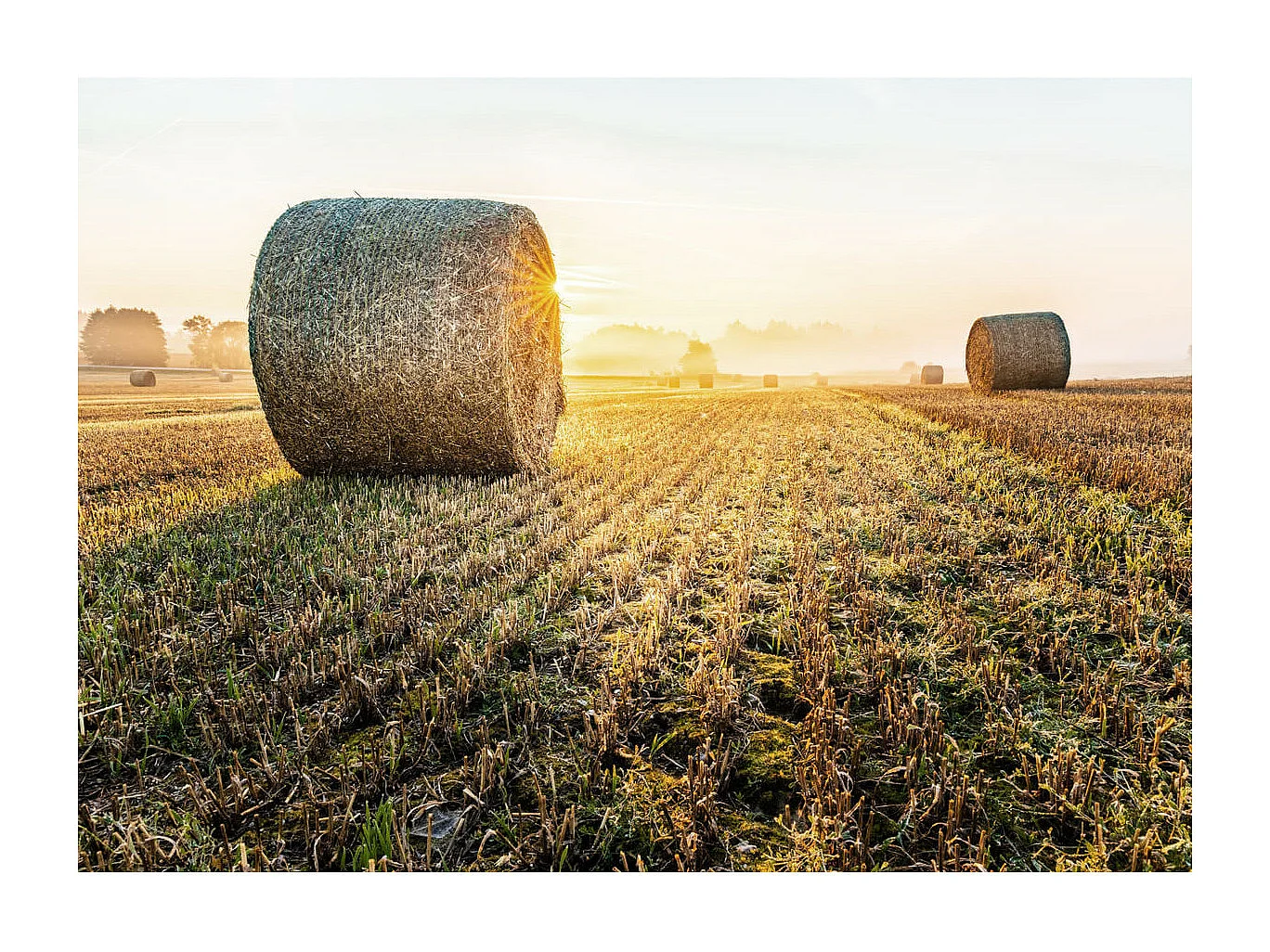 Tableau sur verre champs 45x65 cm
