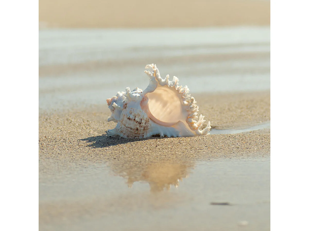 Tableau sur verre coquillage 30x30 cm