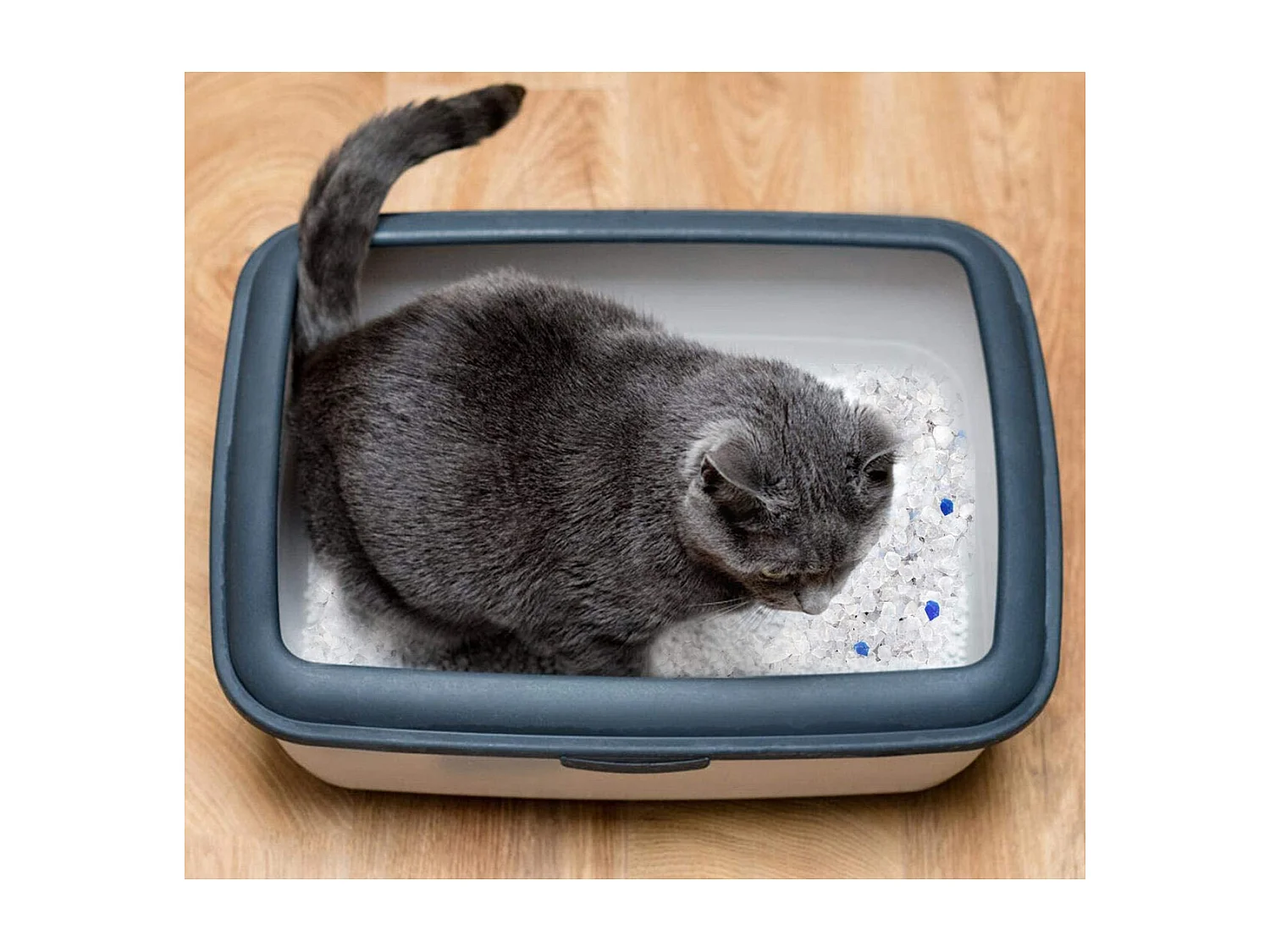 Lot de 2 litière écologique pour chat, litière pour chat anti-odeur - 5 L