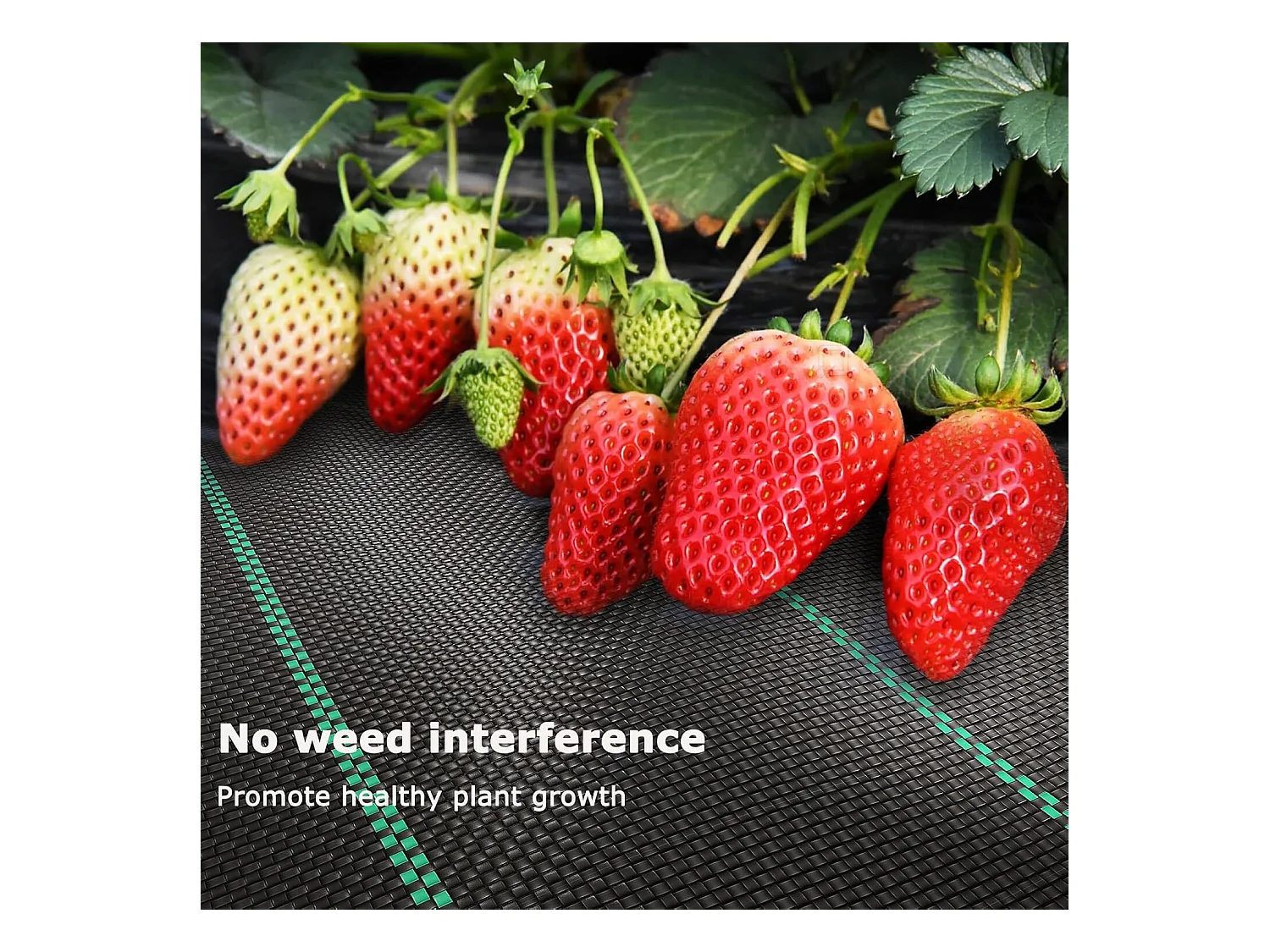 Toile de paillage - Membrane anti-mauvaises herbes pour serre - Barriere Anti Racine - Tissu Perméable à l'eau - 3x25M