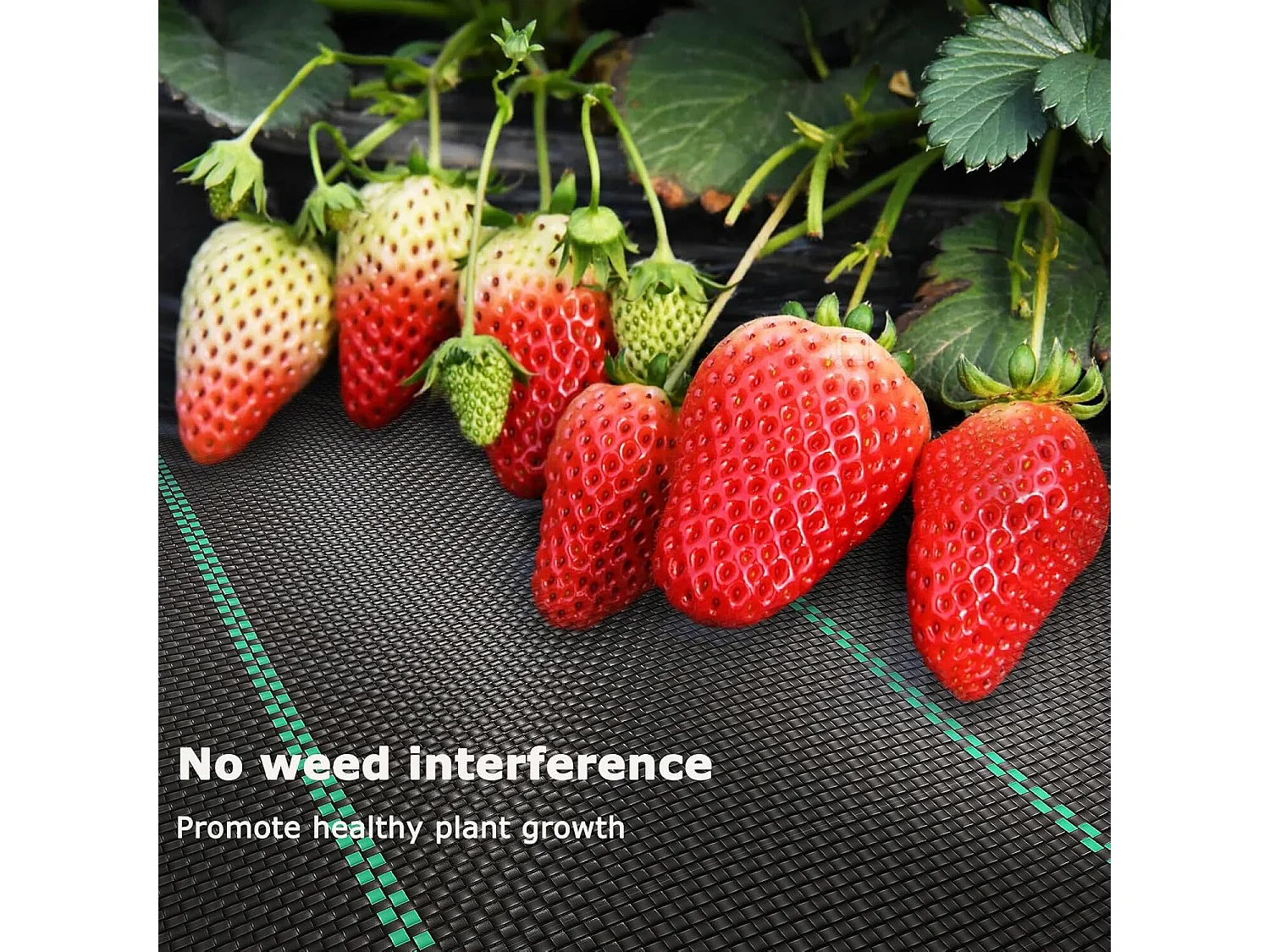 3x10m Herb Anti -bad tela per l'uso in patios, giardini, aiuole, paesaggi