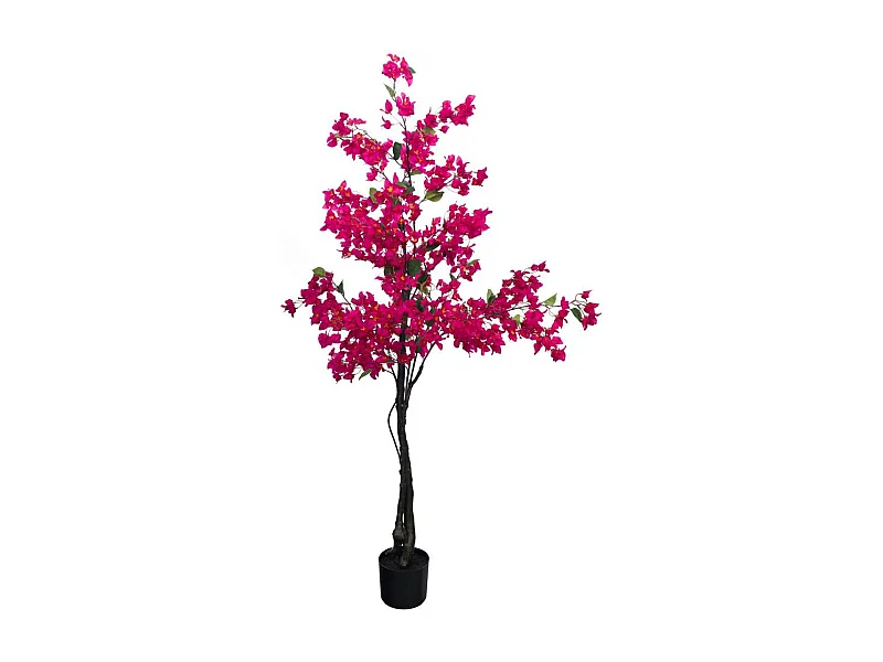 Bougainvillier Sanderiana 180 cm