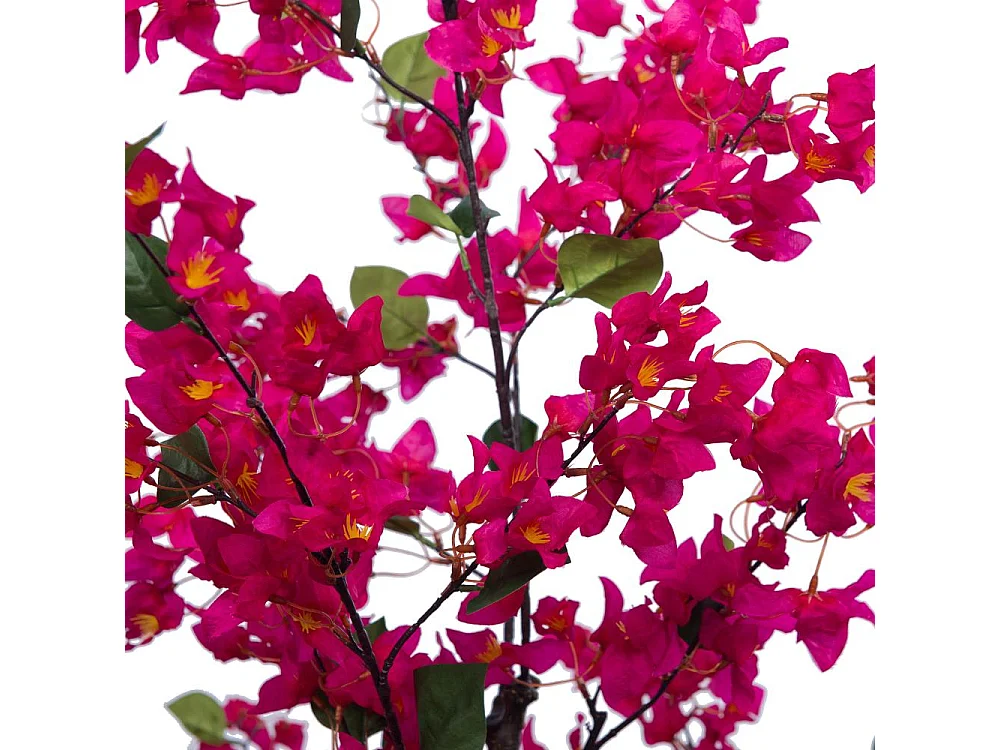 Bougainvillier Sanderiana 180 cm