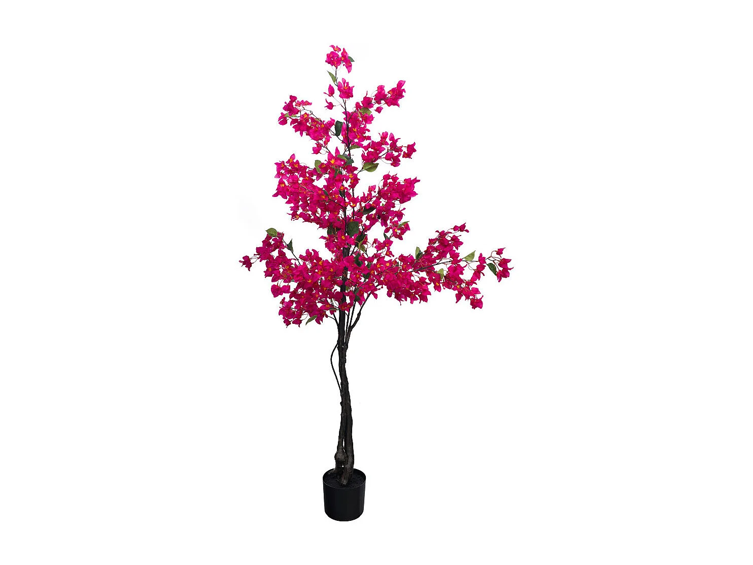Bougainvillier Sanderiana 180 cm