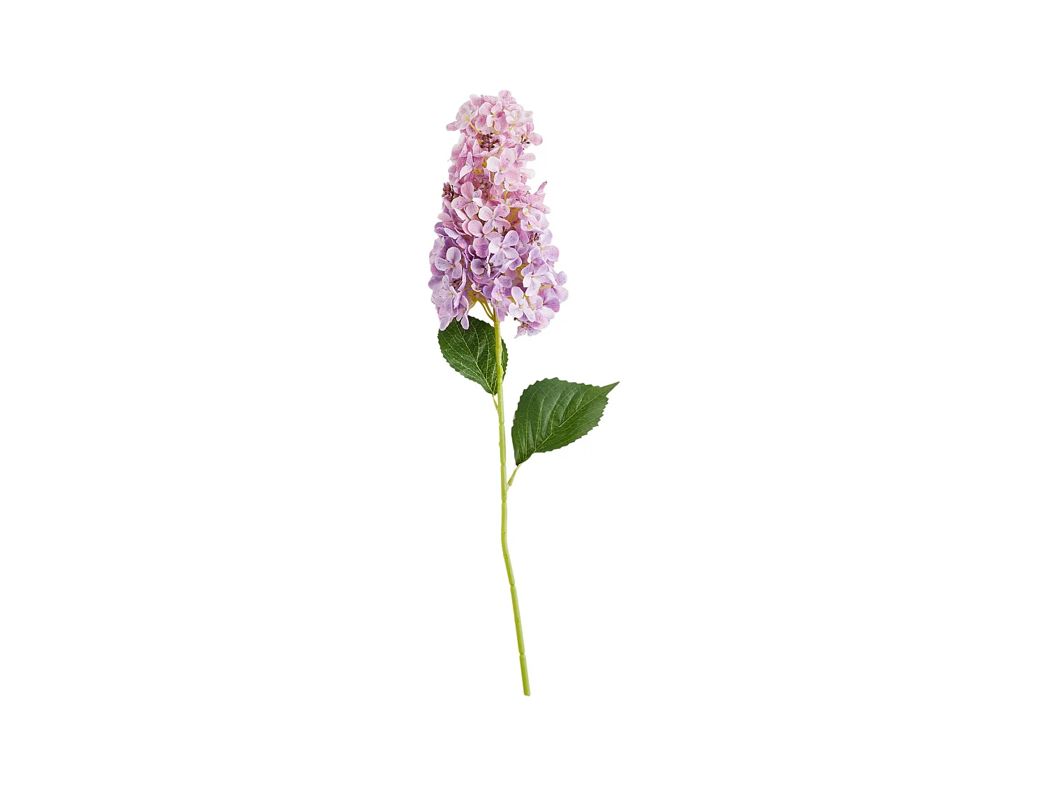 Blume Hydrension blassrosa 8 x 8 x 60