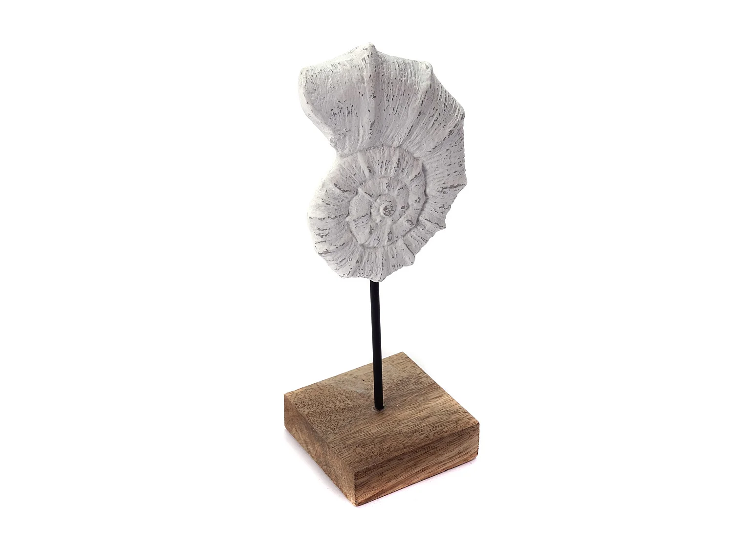 SKULPTUR MUSCHEL Shell Mangoholz-Sockel weiß-natur