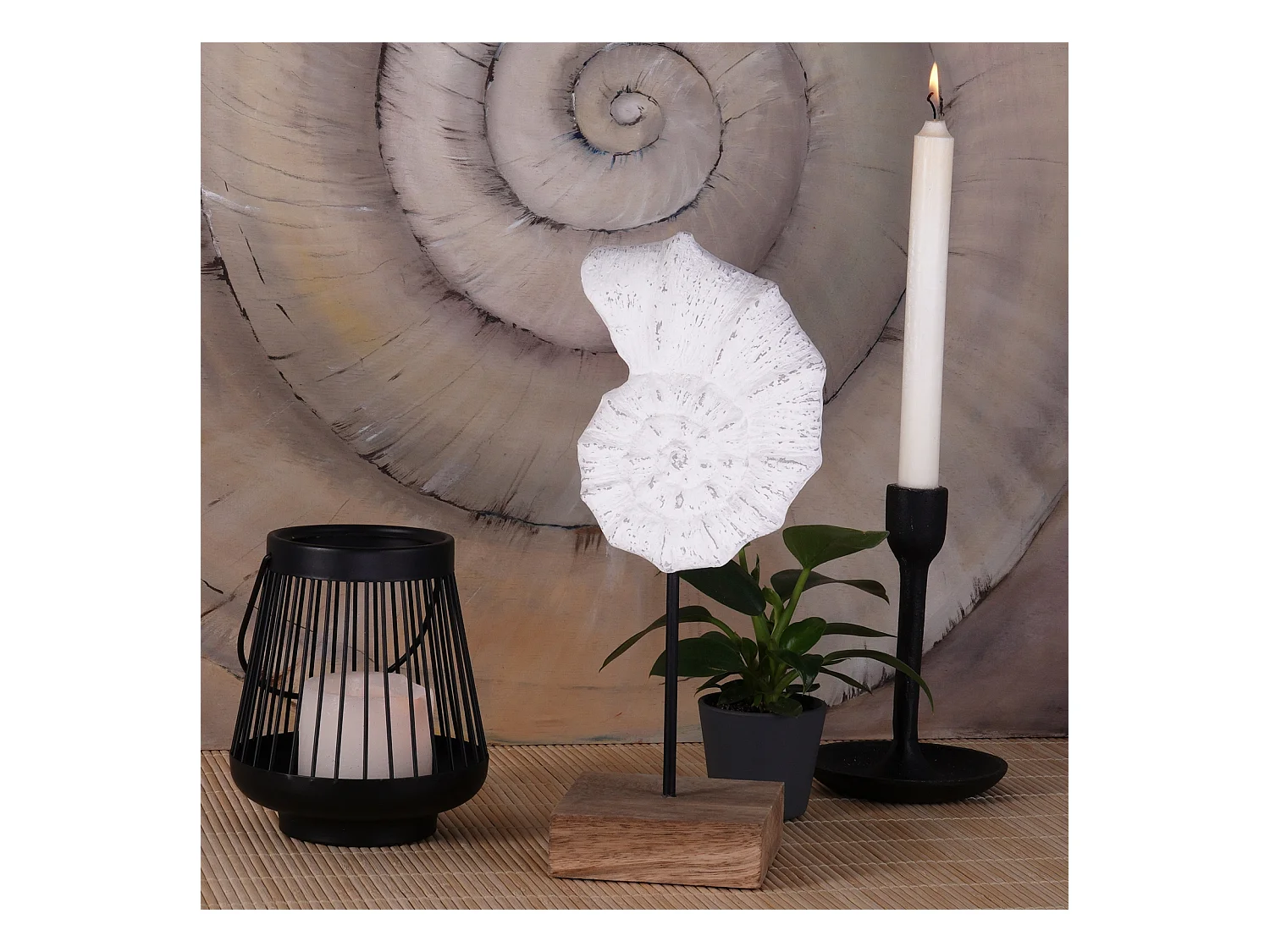 SCULPTURE Coquillage Socle en bois de mangue blanc-nature