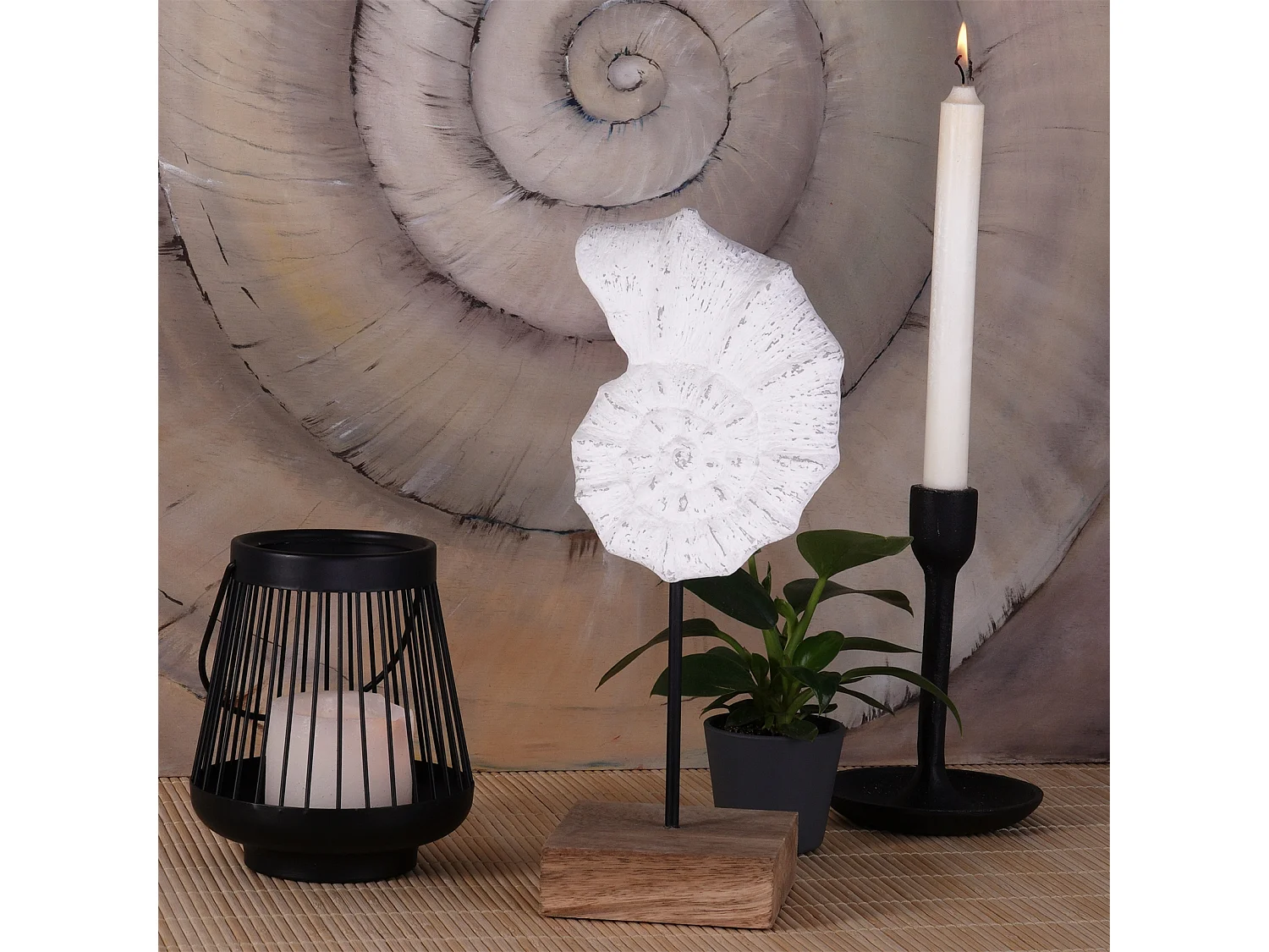 SCULPTURE Coquillage Socle en bois de mangue blanc-nature