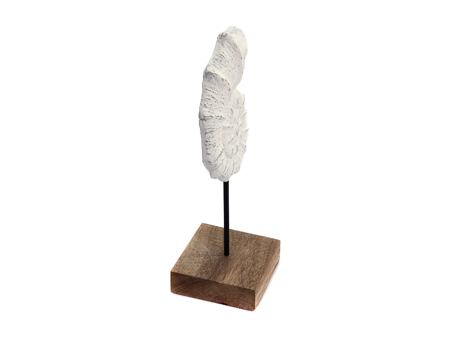 SCULPTURE Coquillage Socle en bois de mangue blanc-nature