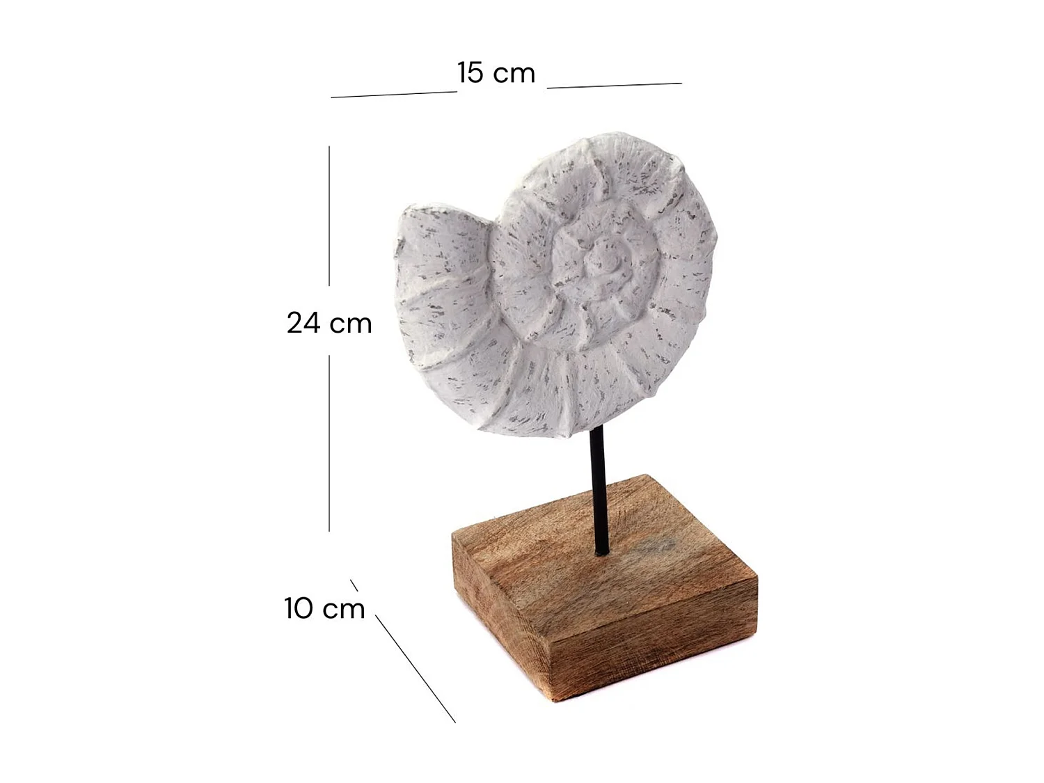 SKULPTUR MUSCHEL Shell Mangoholz-Sockel weiß-natur