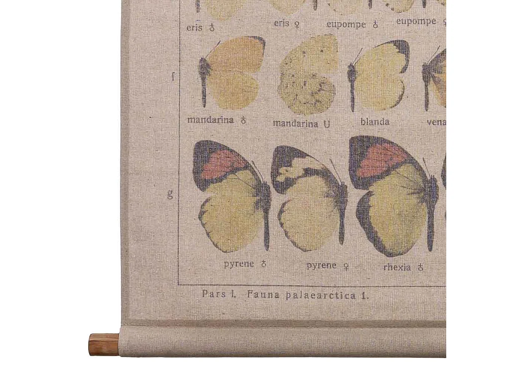 Tela stampata in pergamena