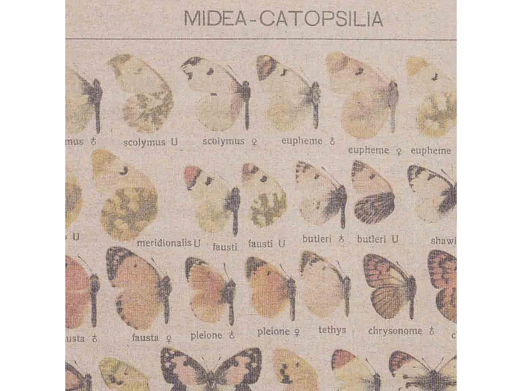 Tela stampata in pergamena