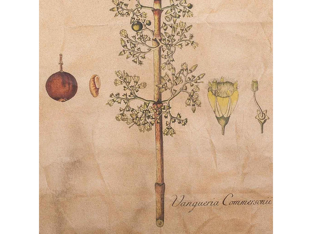 Lienzo pergamino de tela impresa 44x73x2,5