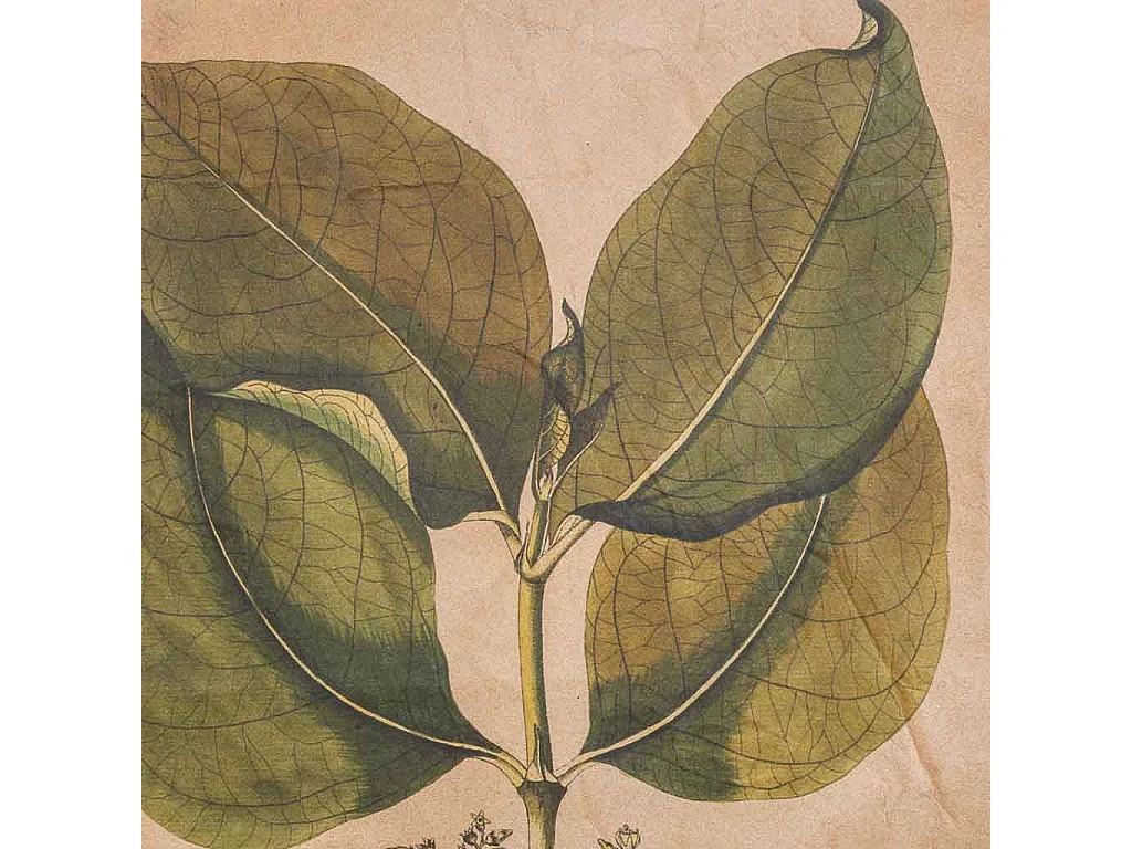 Lona de tecido impressa em pergaminho