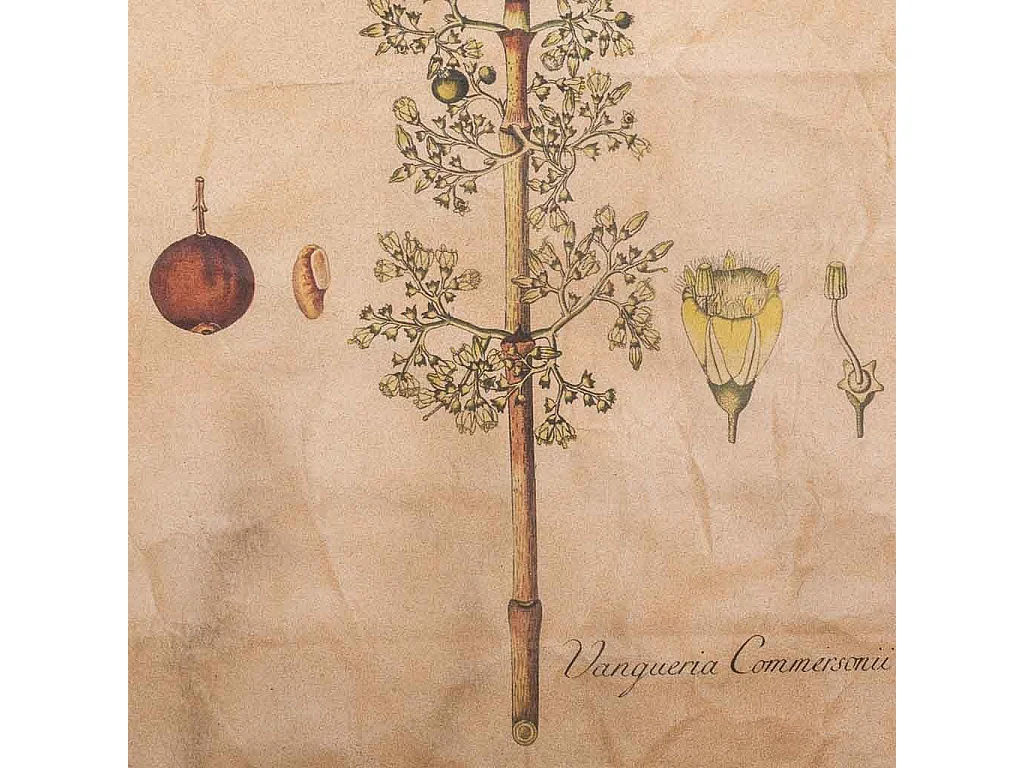 Lona de tecido impressa em pergaminho