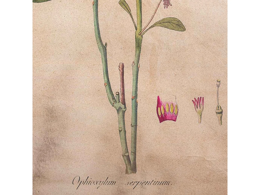 Tela stampata in pergamena