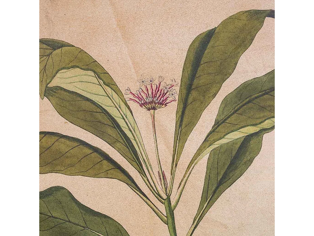 Toile imprimée en parchemin