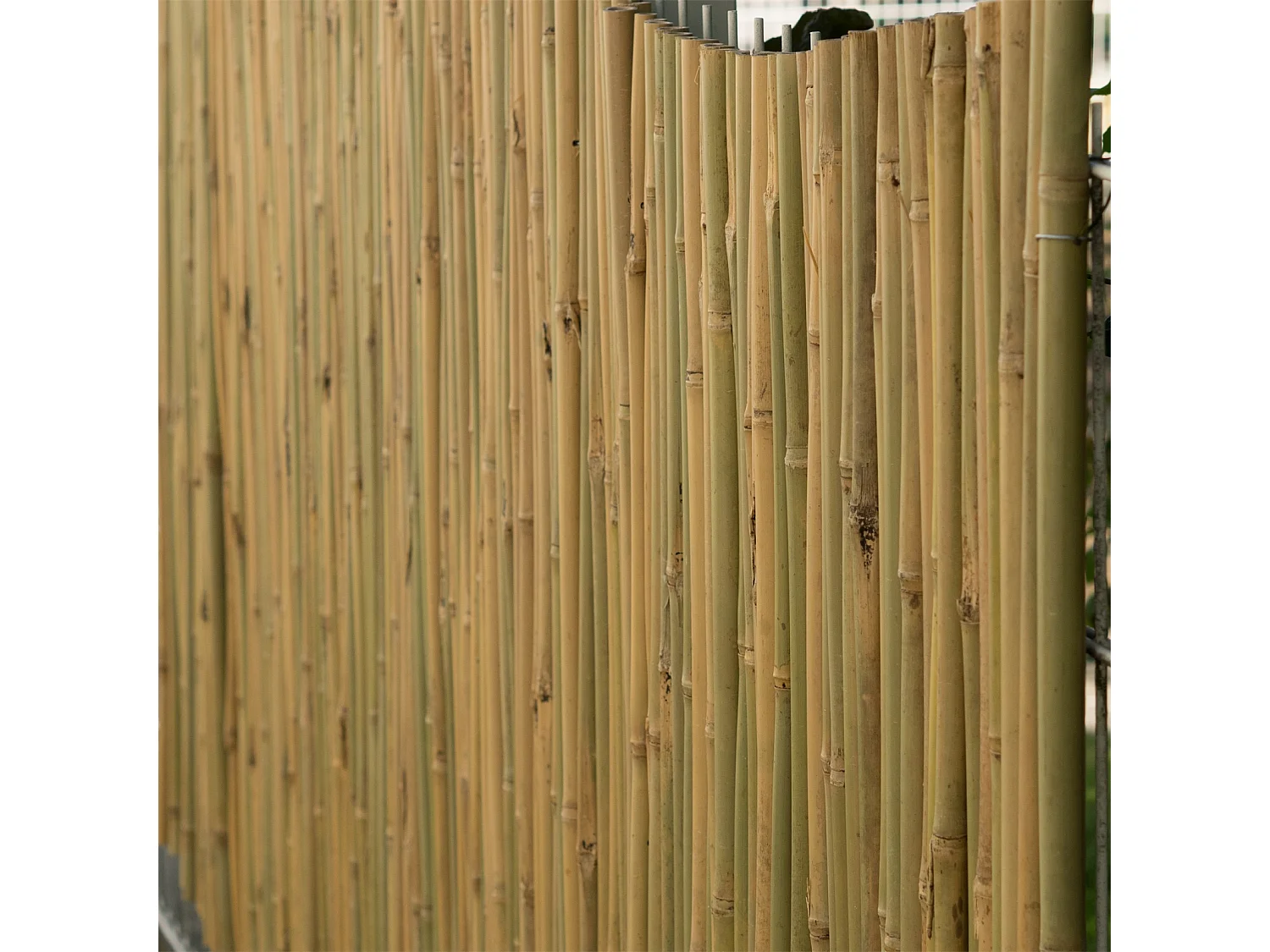 BRISE-VUE Lukata Bambou couleurs naturelles