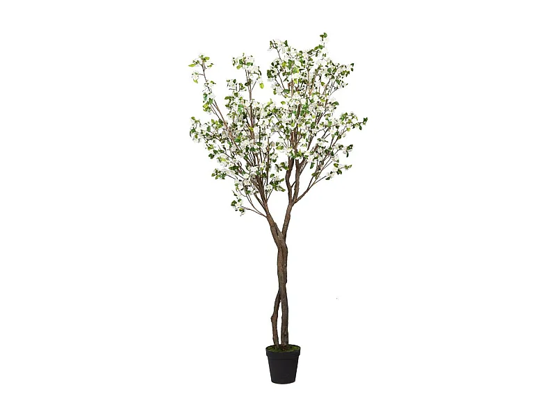 Cerisier Superba 280 cm blanche