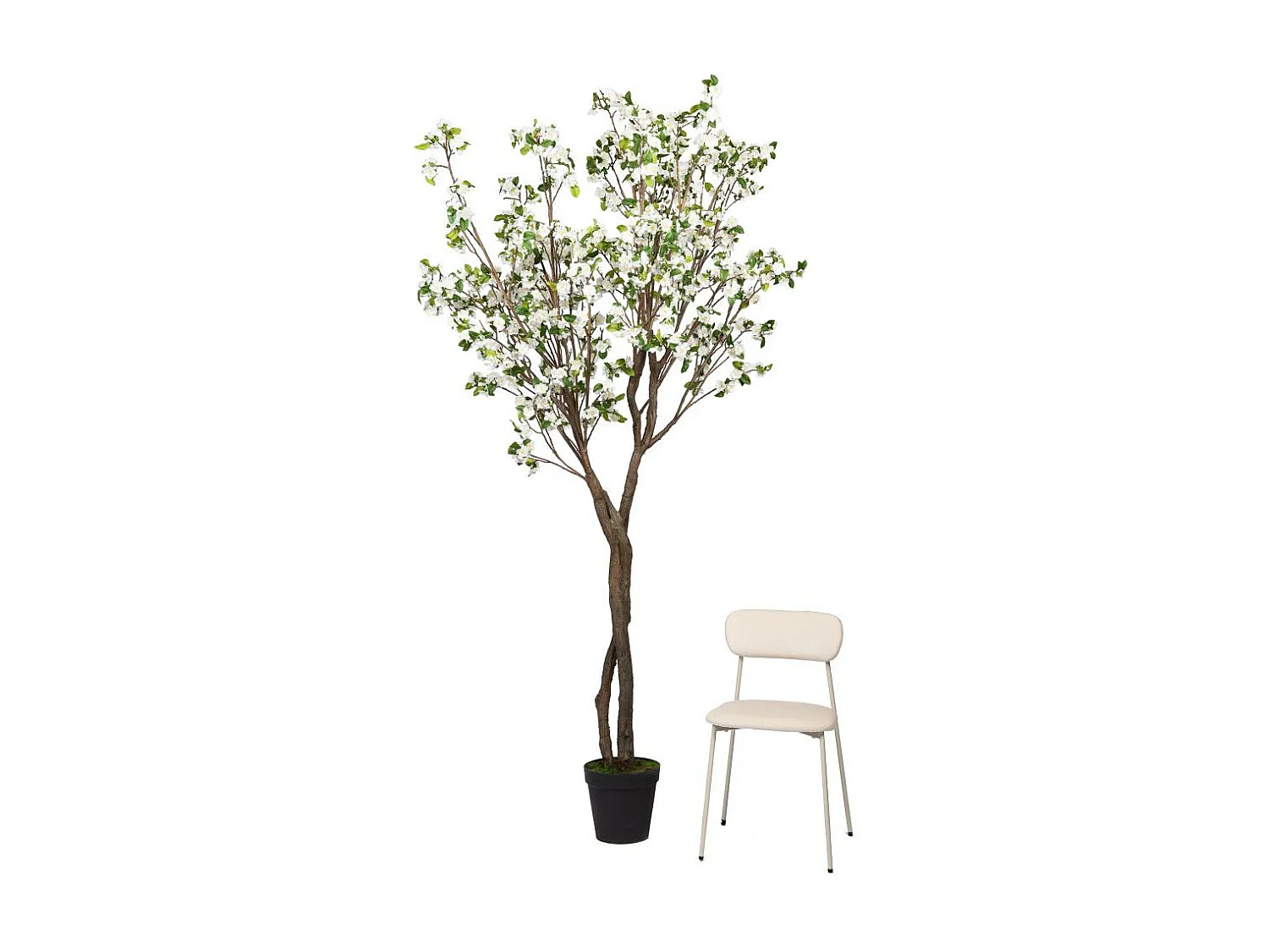 Cerisier Superba 280 cm blanche