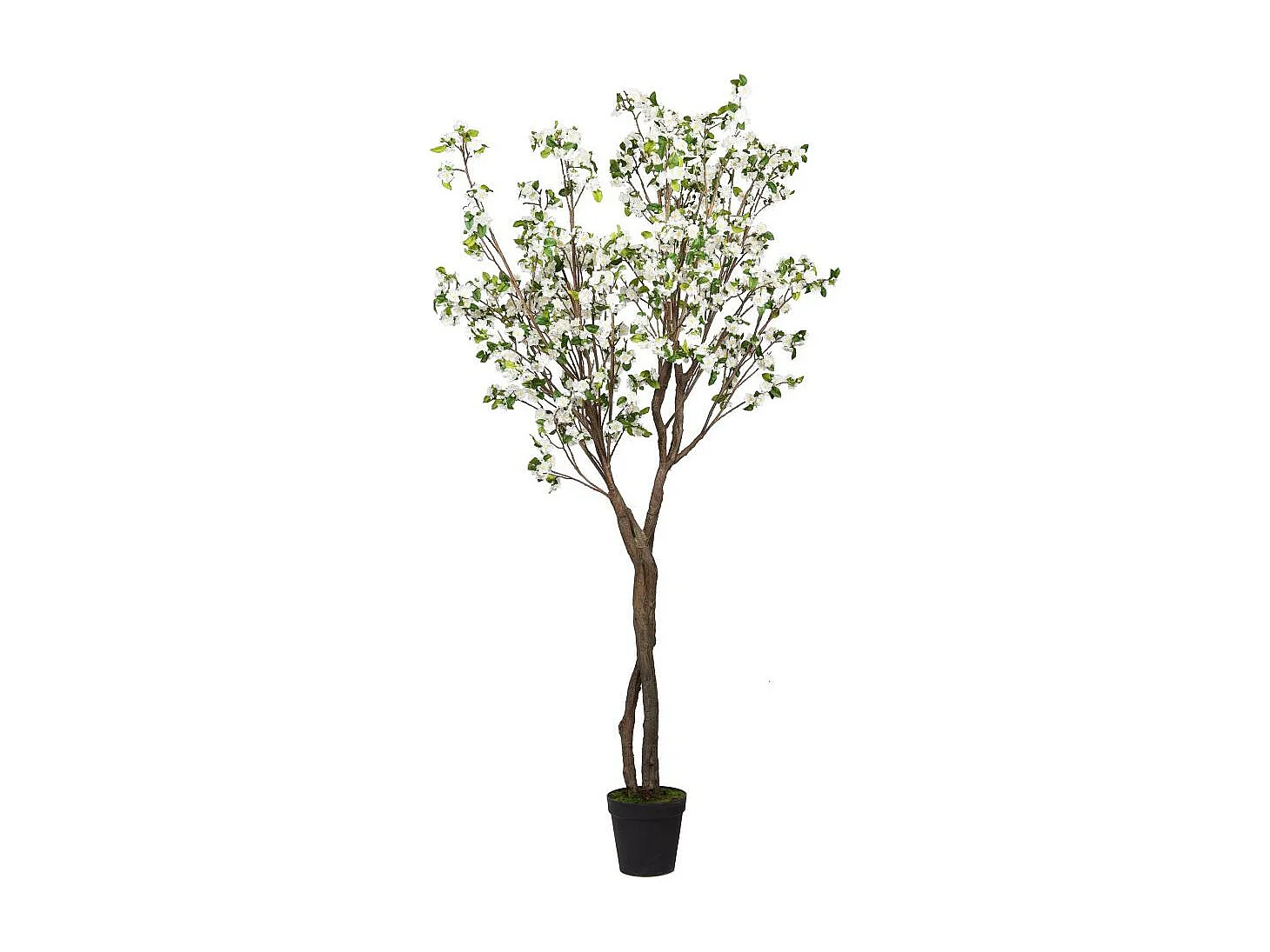 Cerisier Superba 280 cm blanche