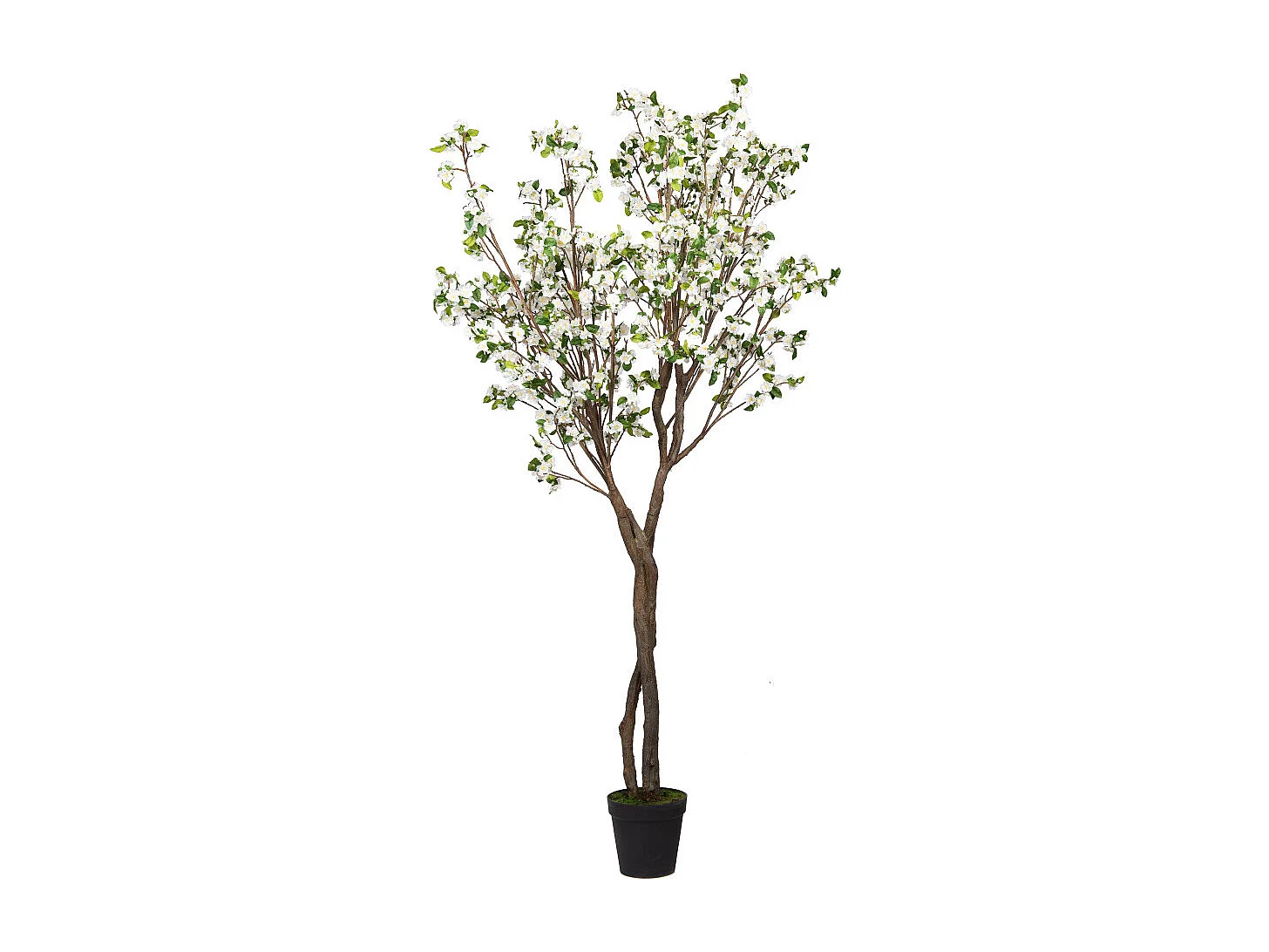 Cerisier Superba 280 cm blanche