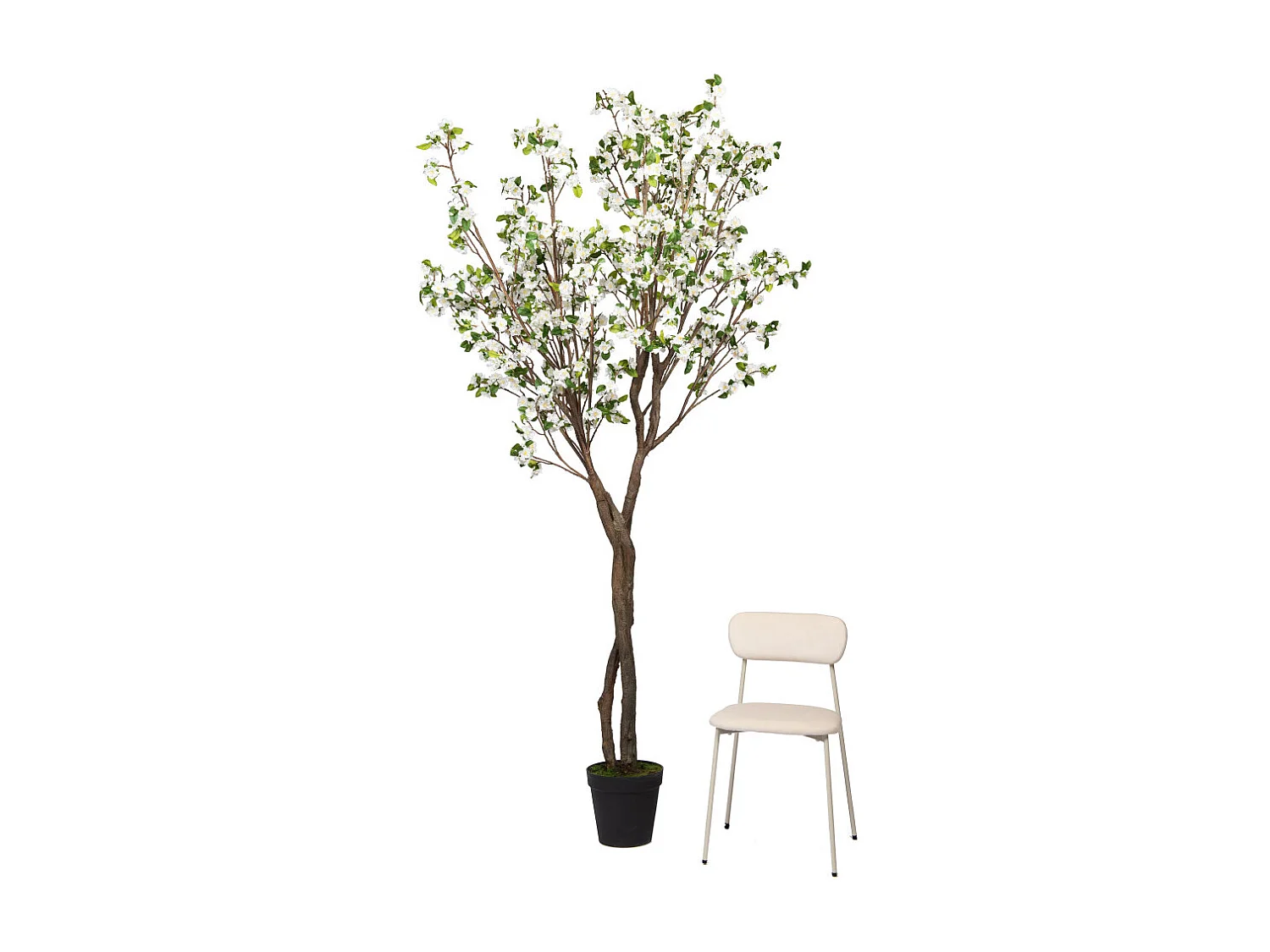 Cerisier Superba 280 cm blanche