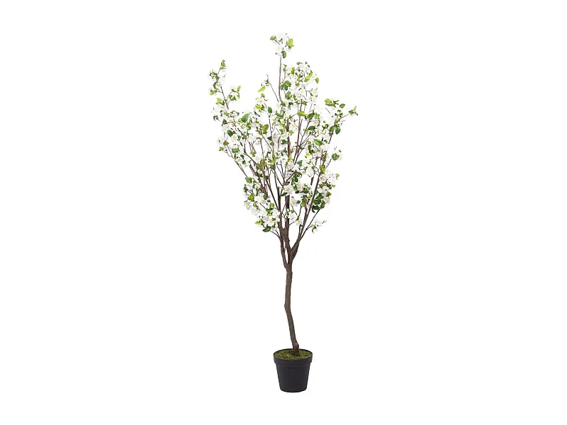 Cerisier Superba 200 cm blanc