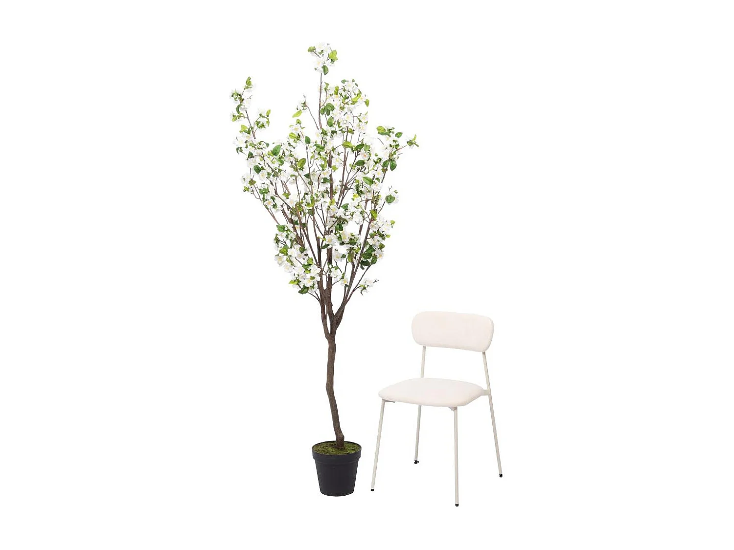 Cerisier Superba 200 cm blanc