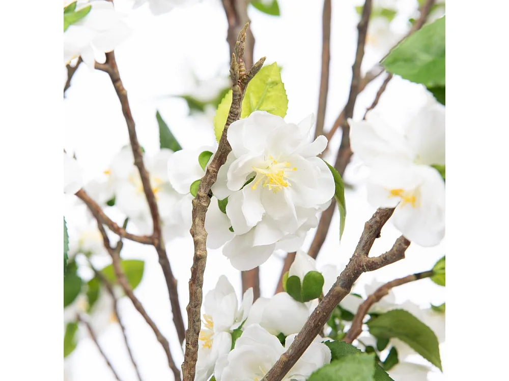 Cerisier Superba 200 cm blanc