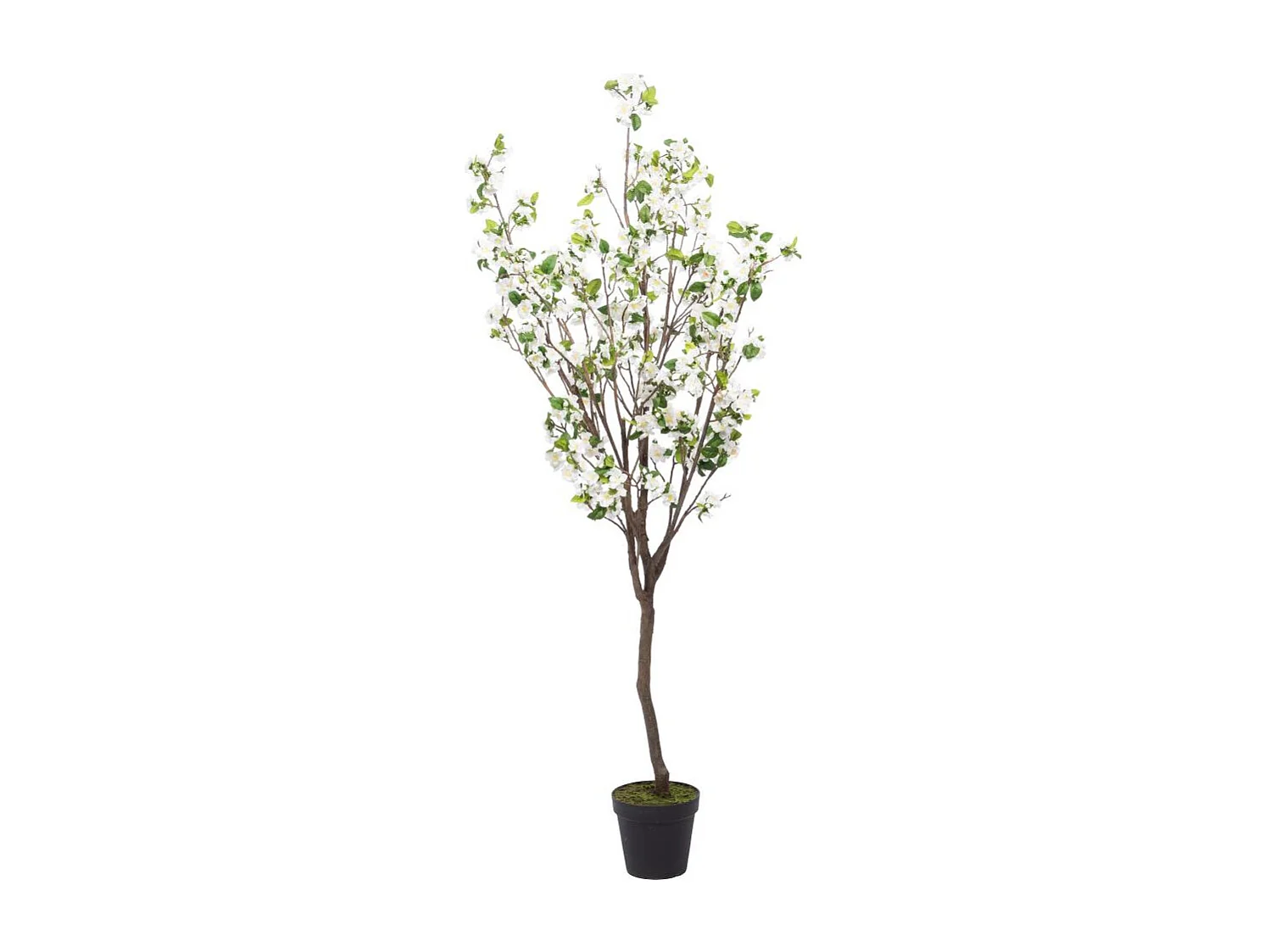 Cerisier Superba 200 cm blanc