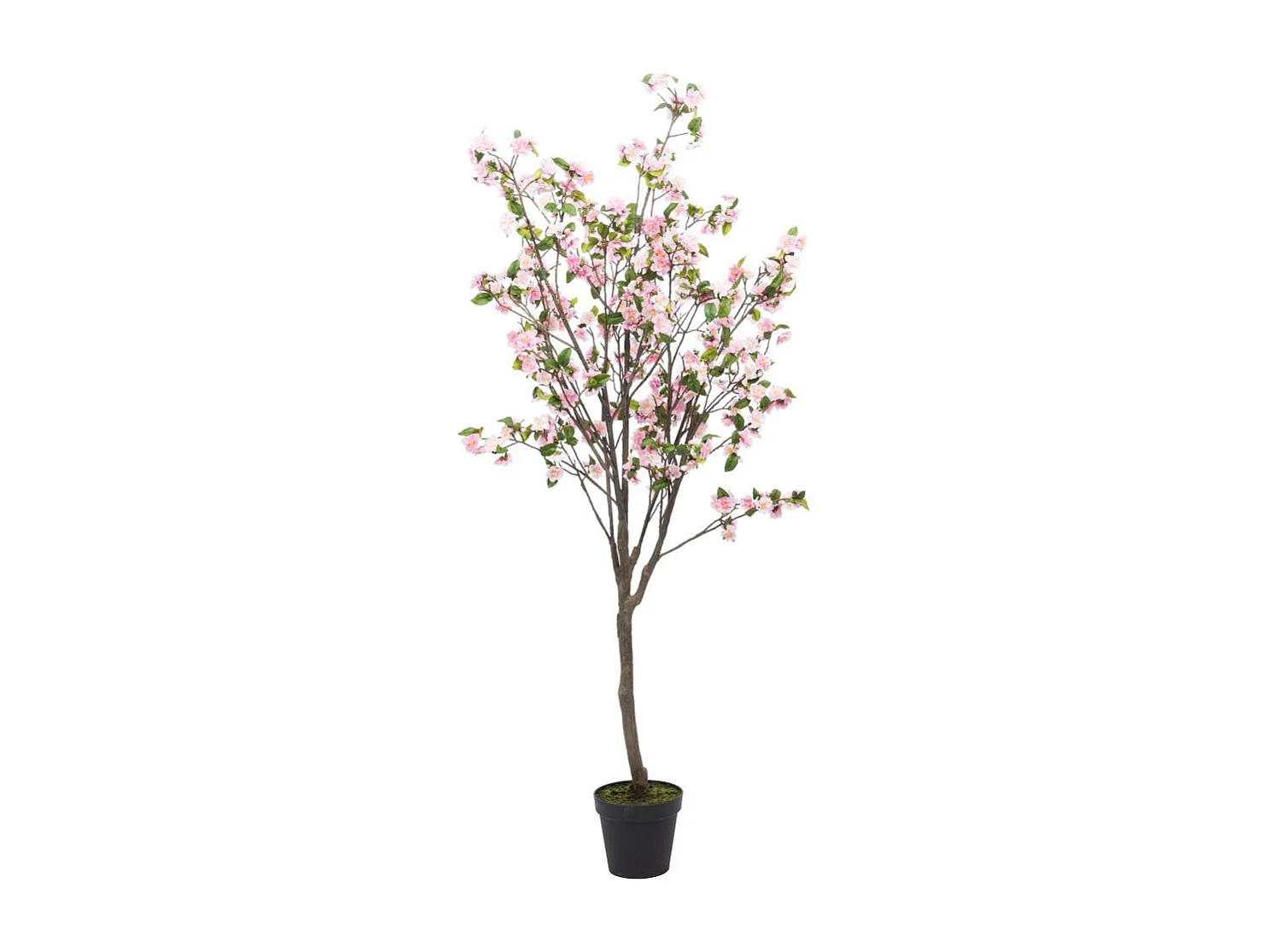 Cerisier Superba 200 cm rose