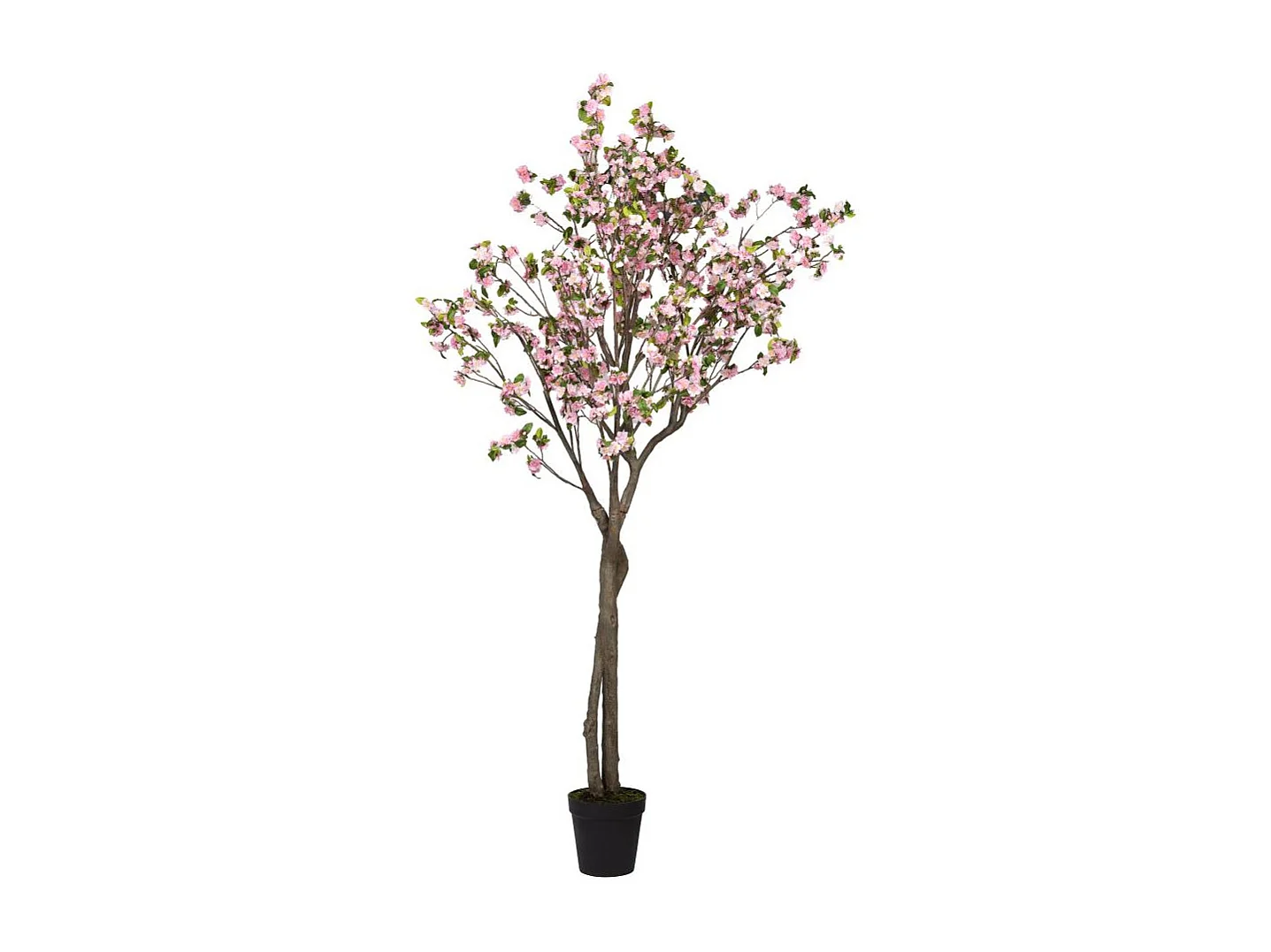 Cerisier Superba 280 cm rose