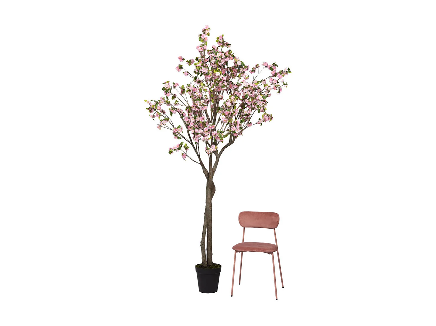 Cerisier Superba 280 cm rose