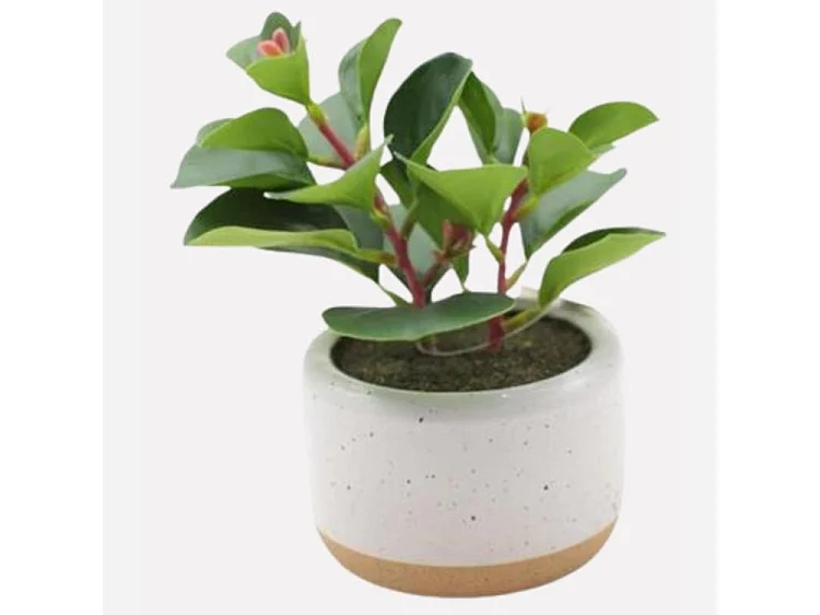 Pianta succulenta artificiale in vaso