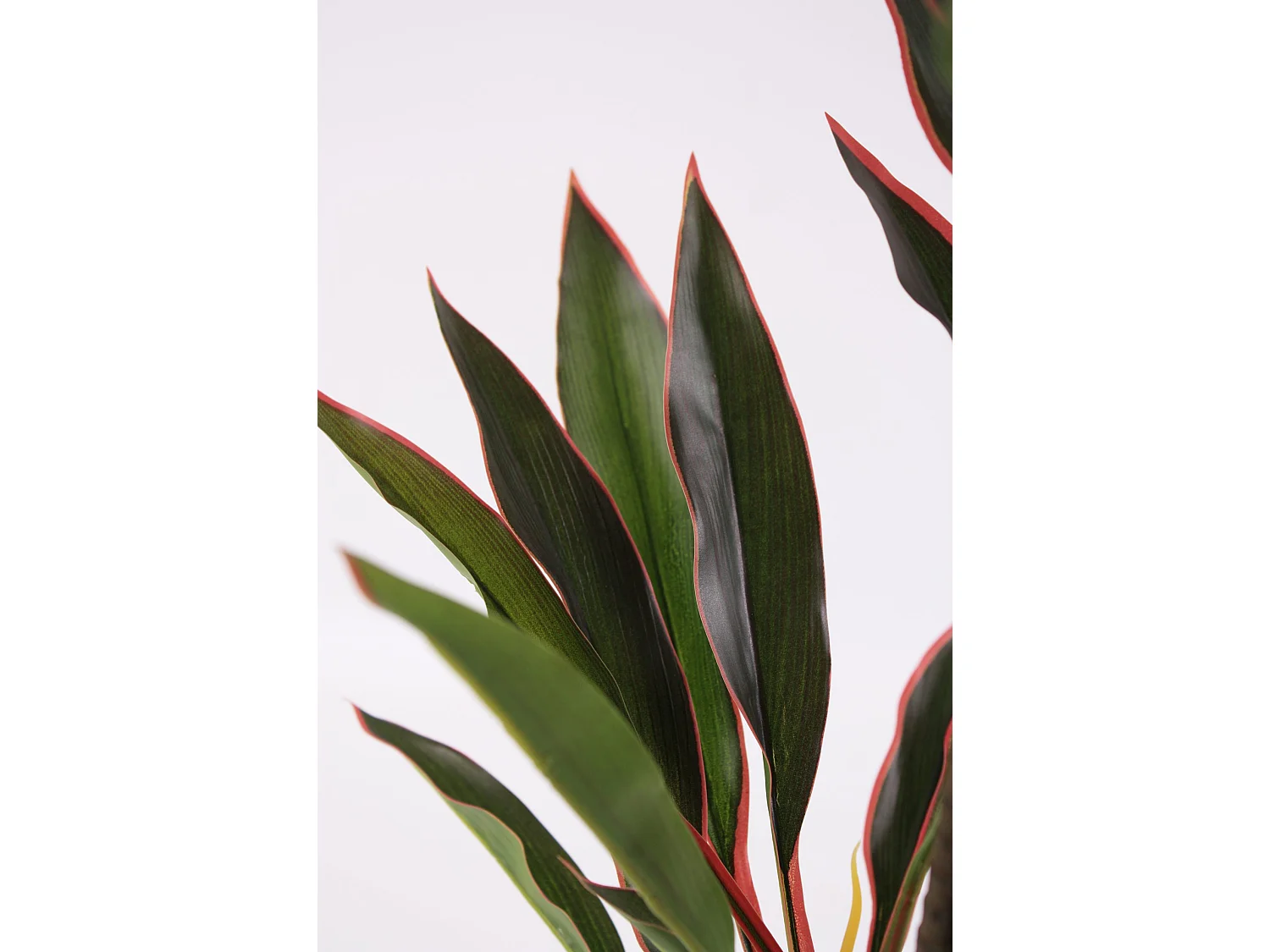 Pianta artificiale Dracaena
