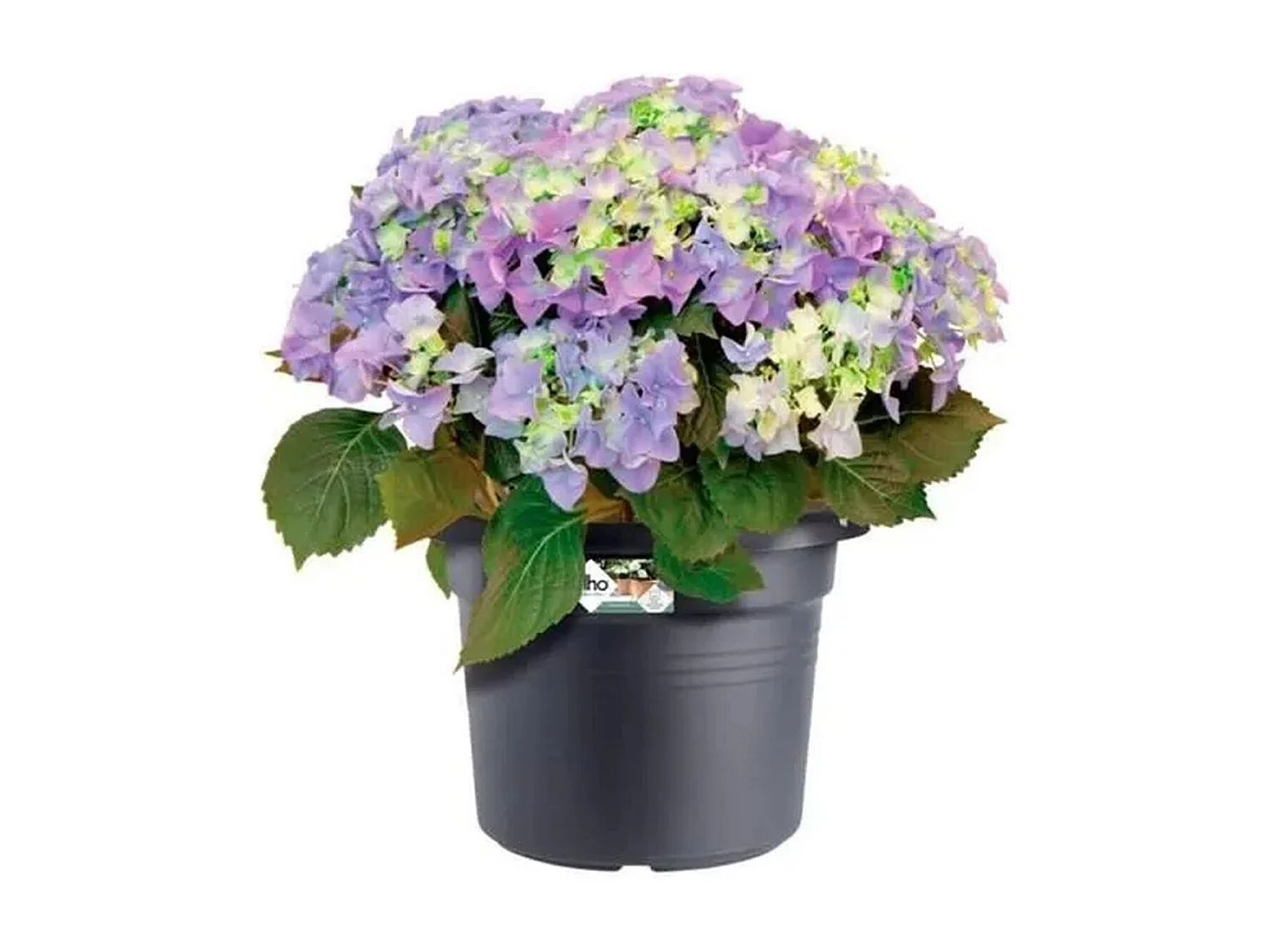 Blumenkasten Cilinder 65 Schwarz Ø 64 x 49 cm