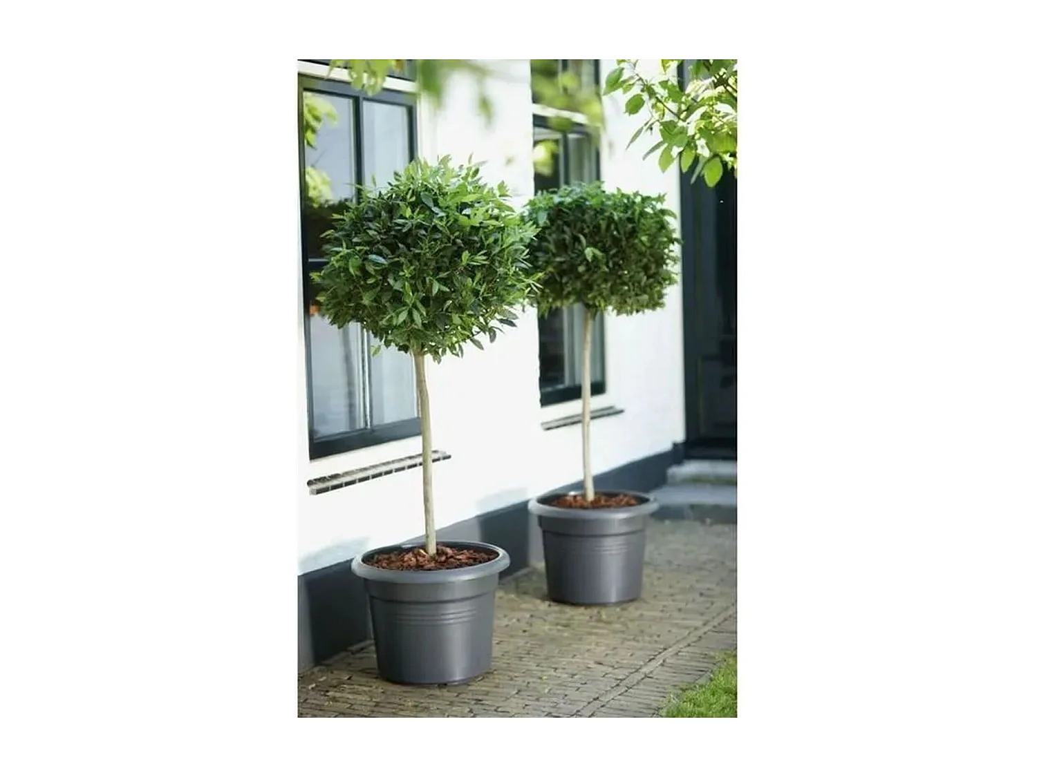 Blumenkasten Cilinder 65 Schwarz Ø 64 x 49 cm