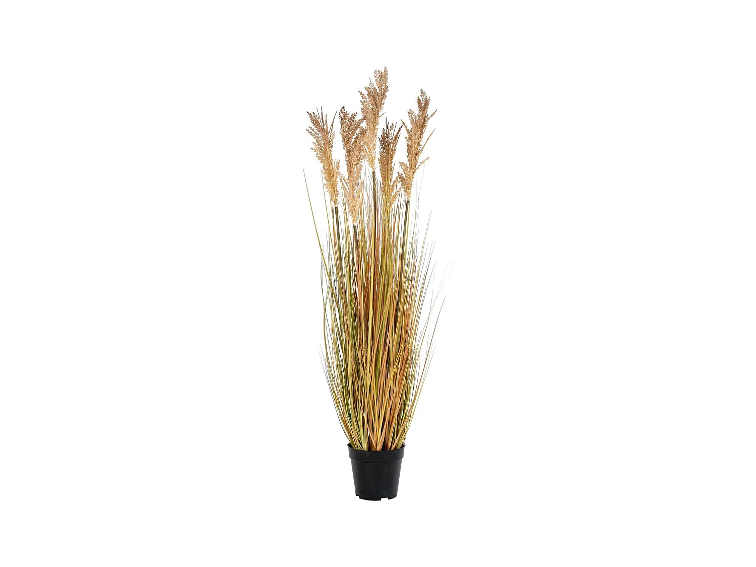 Sudan artificiale Sorgo 110 cm