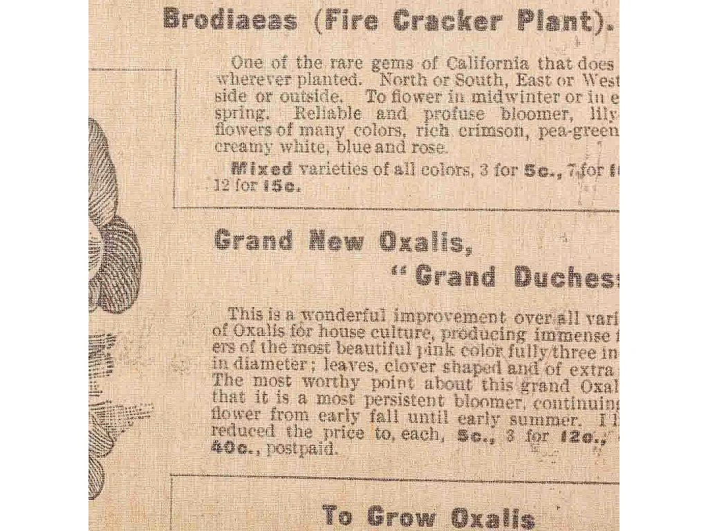 Tela in tessuto pergamena stampata 55x75x2,5h