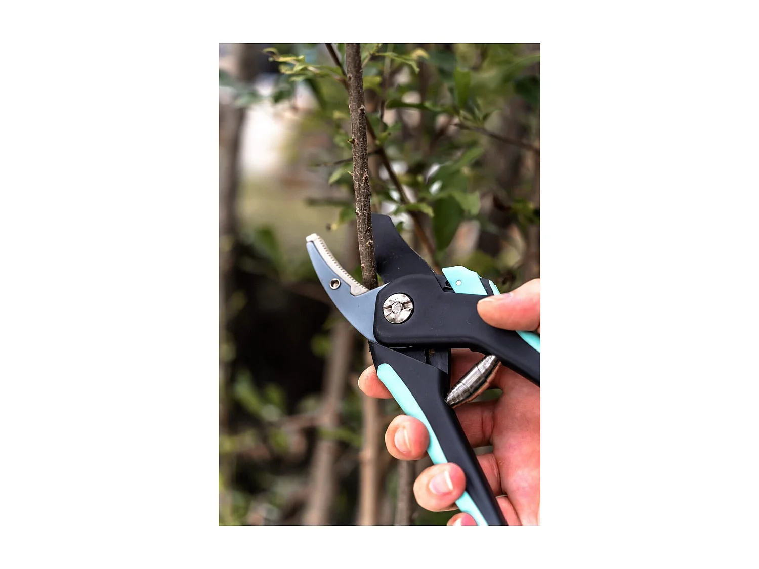 Juego de 2 tijeras de podar - Suan - Hoja recta y hoja de yunque - Acero