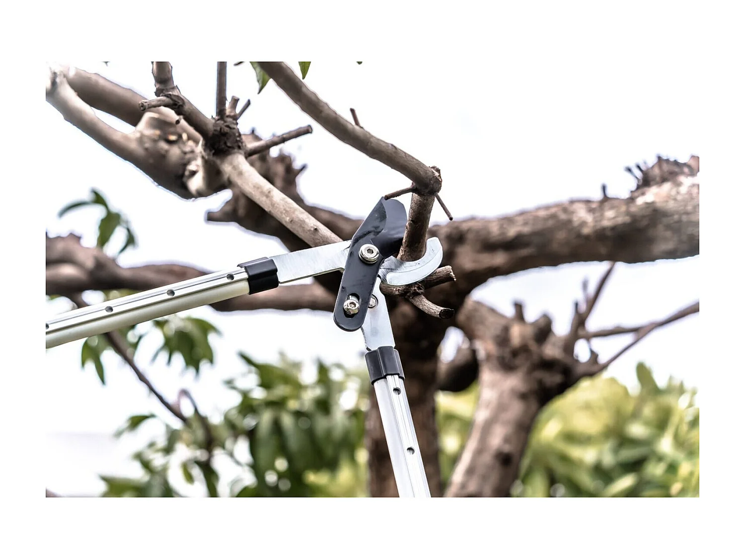 Coupe branche lame enclume - Suan - Manche télescopique - Dimensions : 88,5 x 30,5 x 3 cm