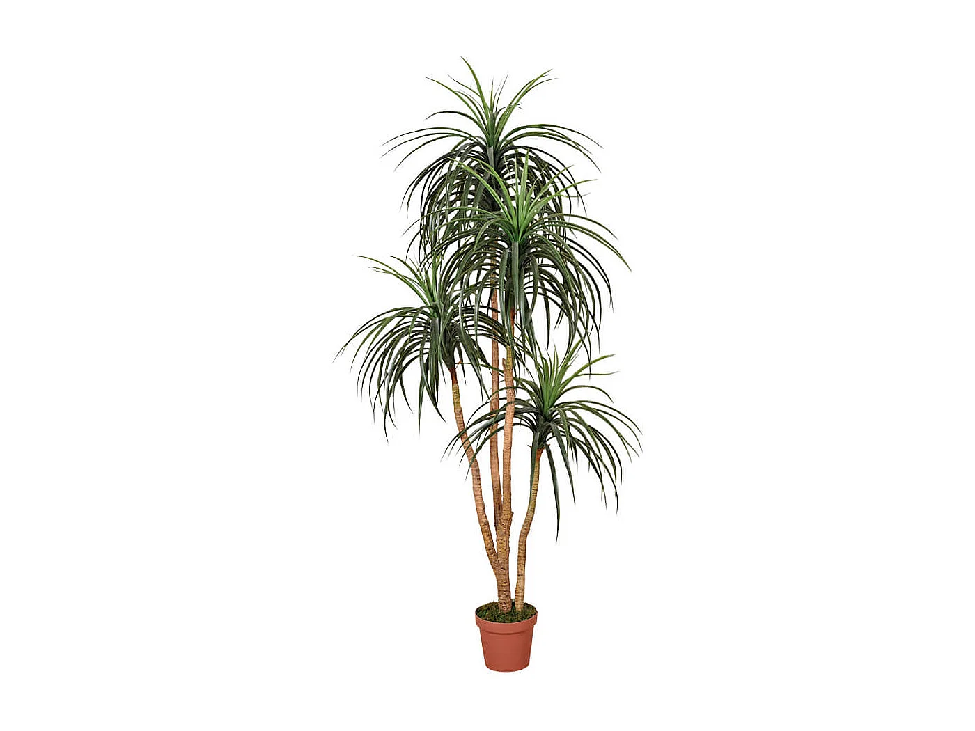 Planta artificial nolina 185 cm 185 CM