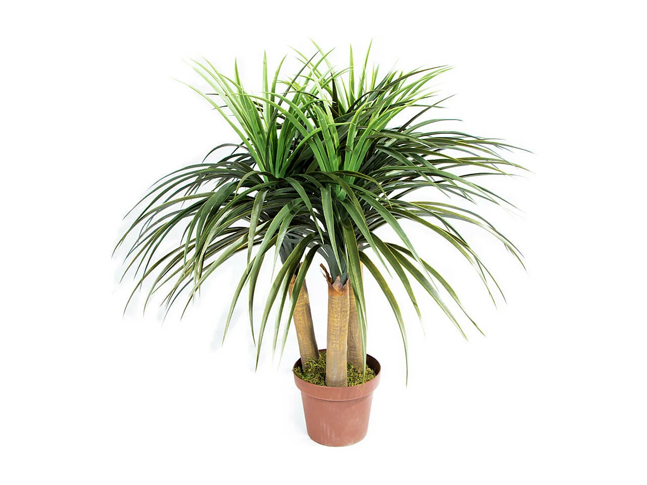 PLANTA ARTIFICIAL NOLINA MINI 75 CM