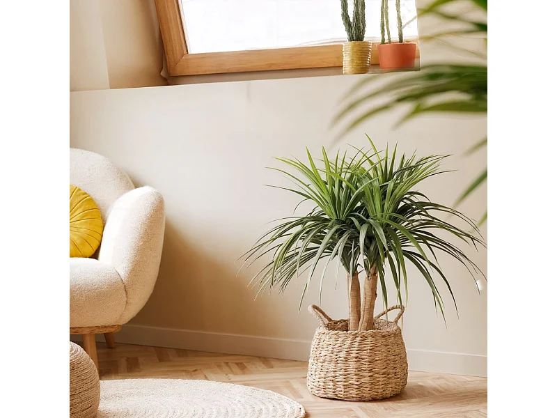 Planta artificial nolina mini 75 cm 1X2 M